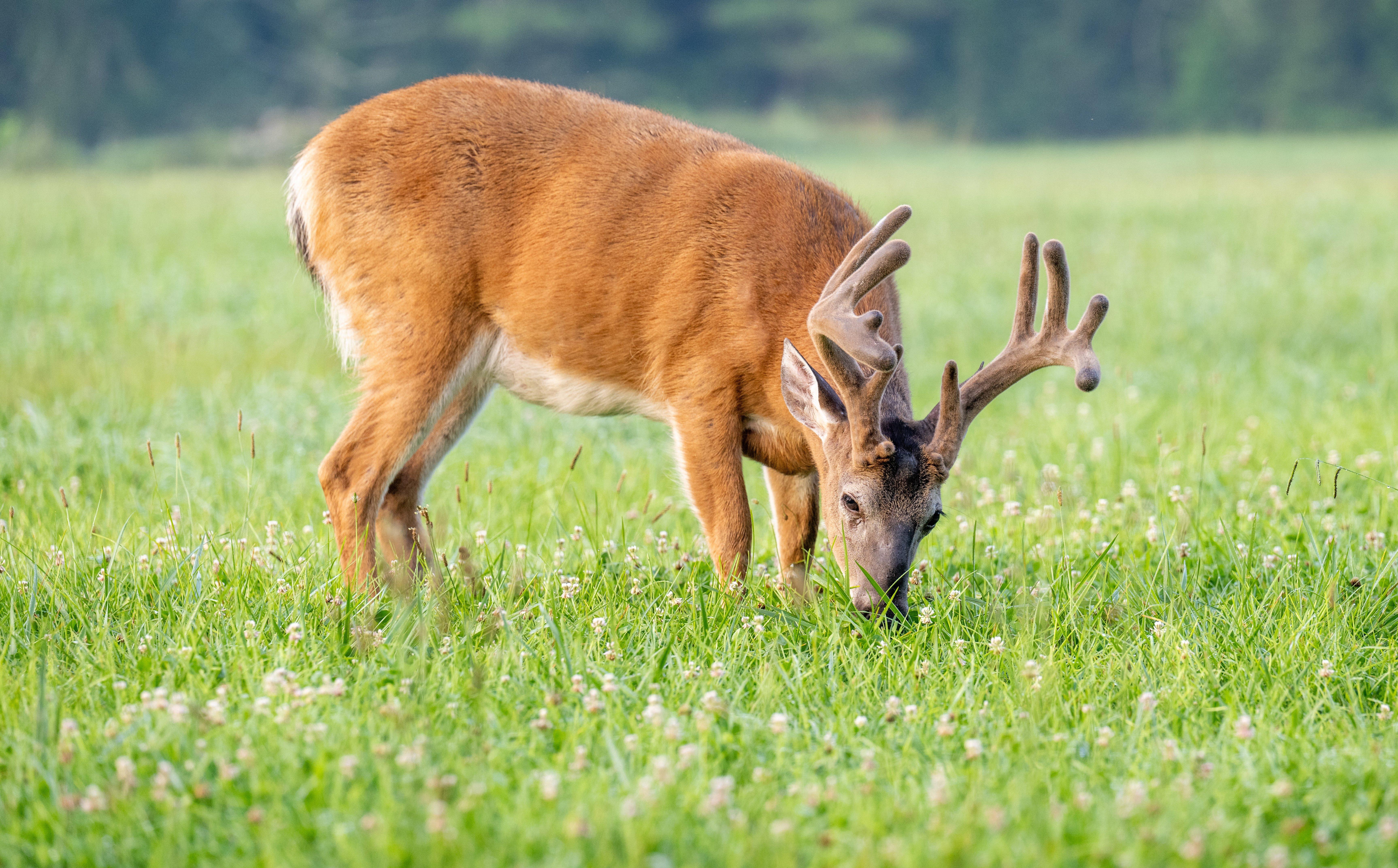 Image: deer_food