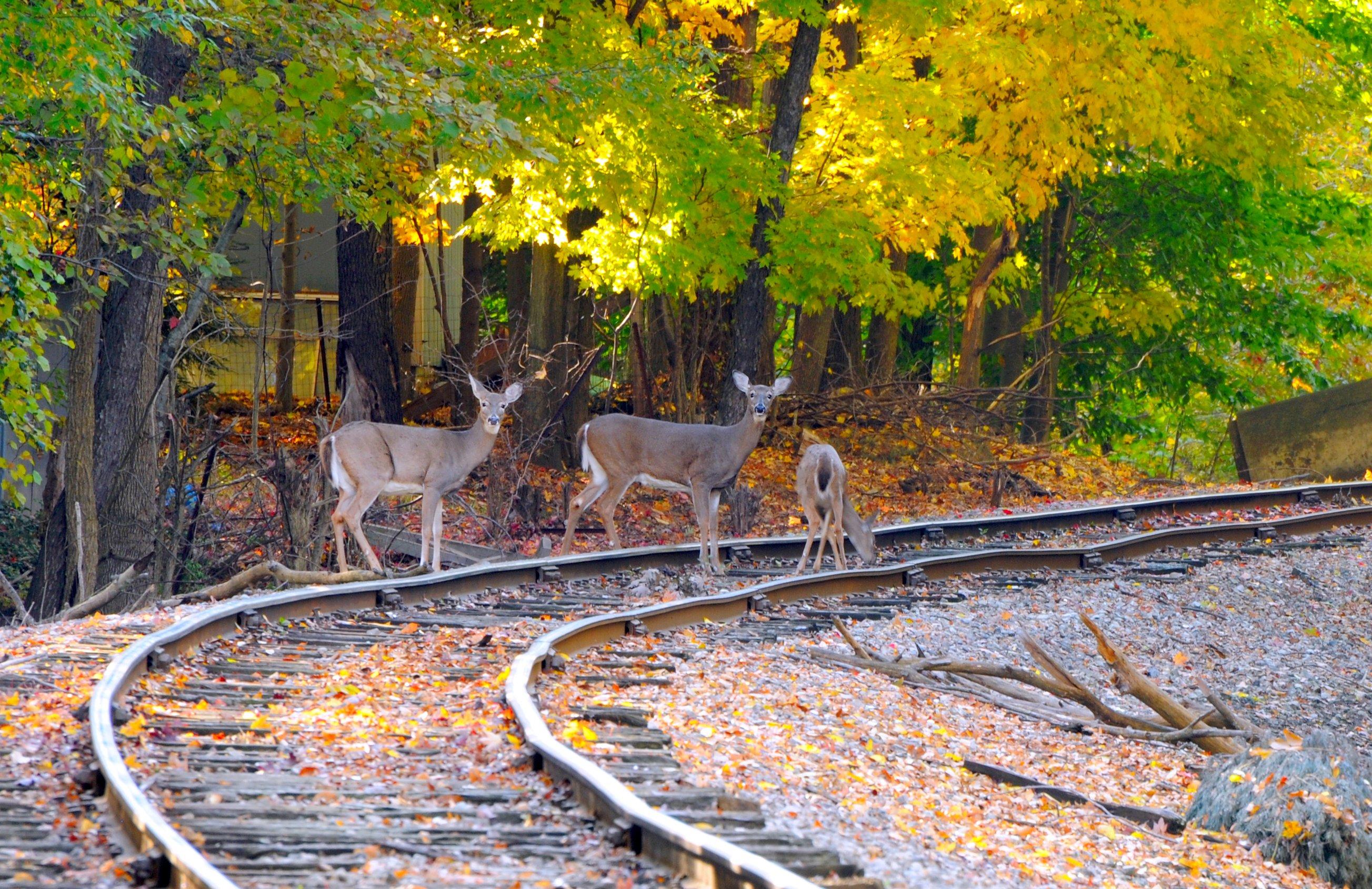 Image: deer_on_tracks