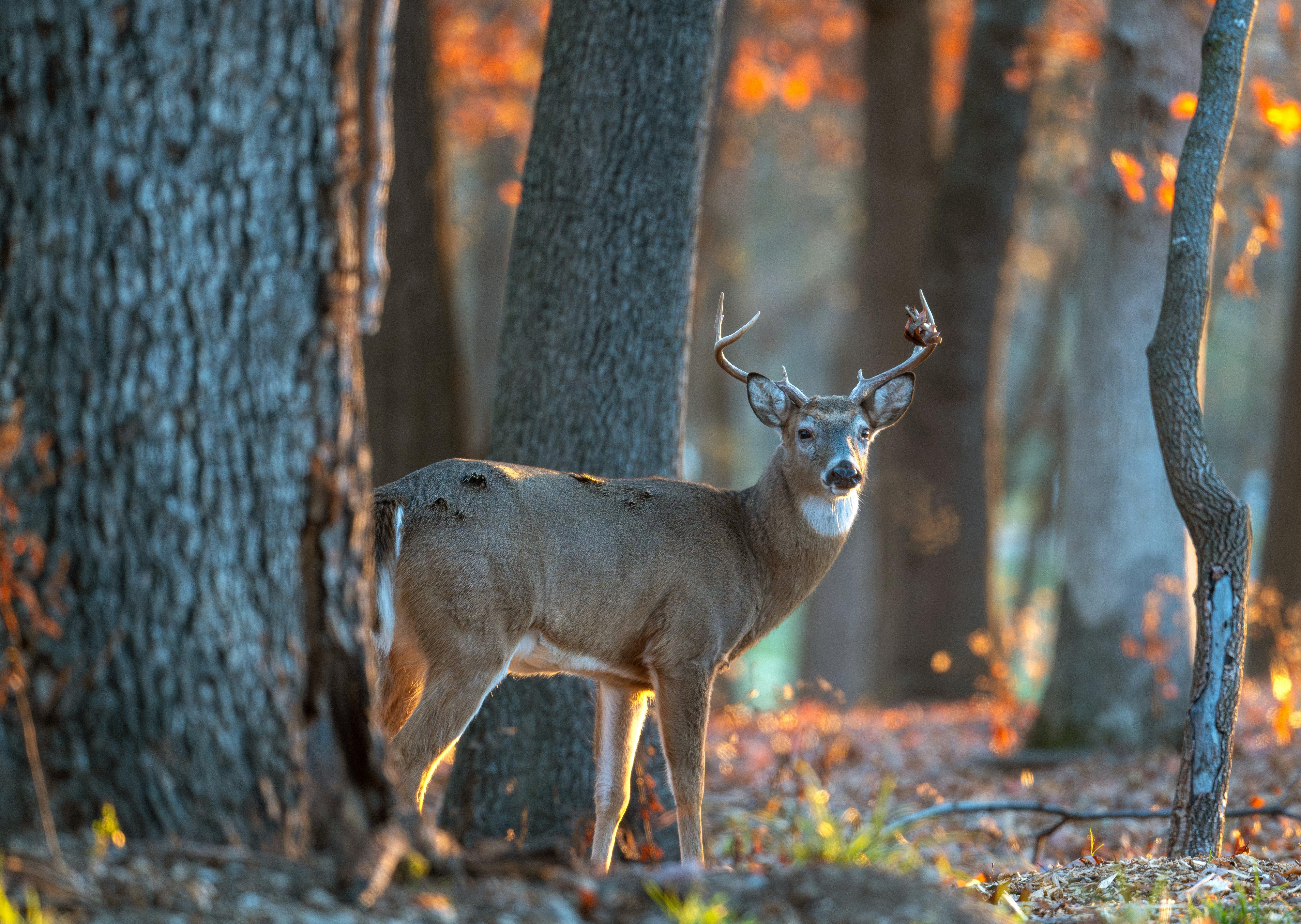 Image: deer_parks_hunt