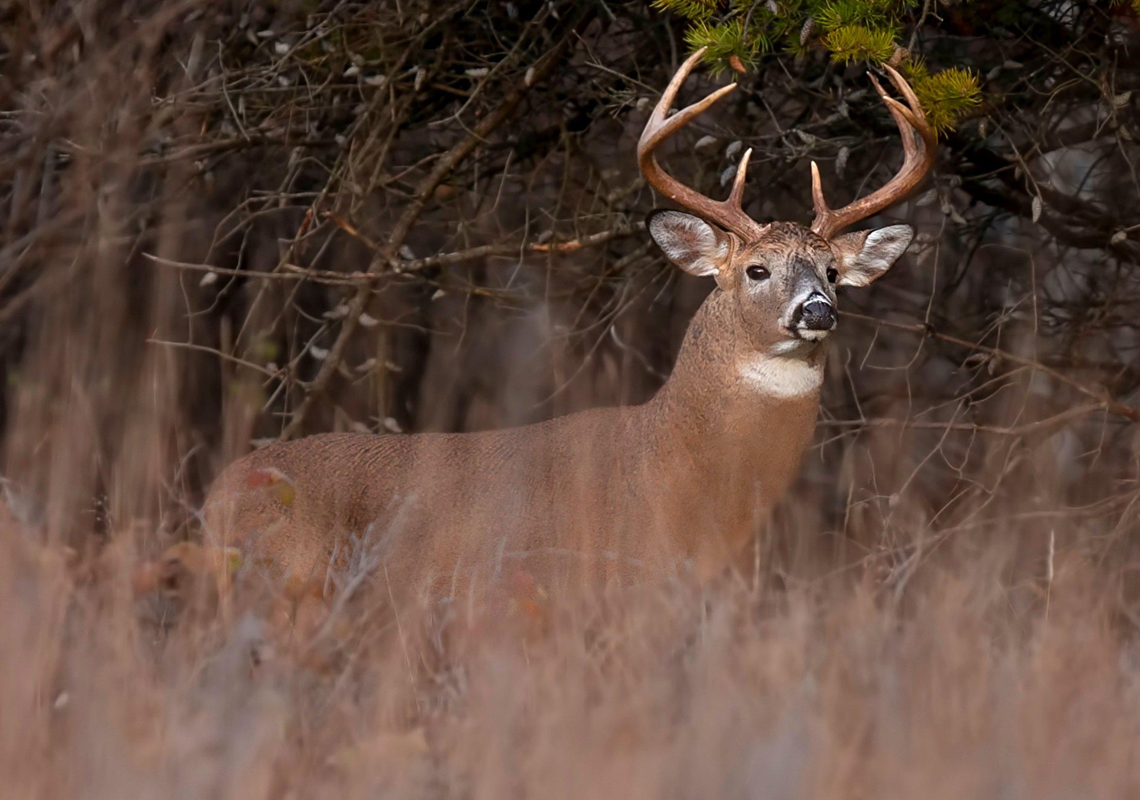Image: deer_poaching