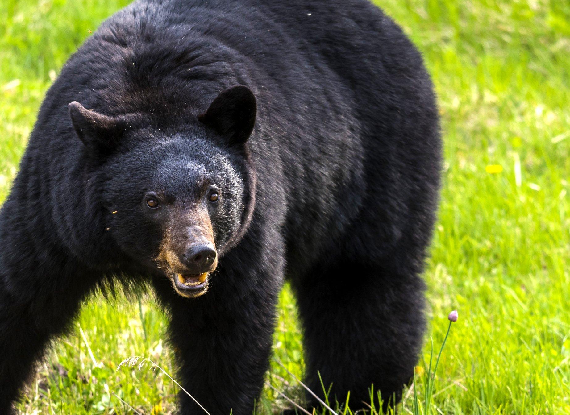 Image: deer_predators_2