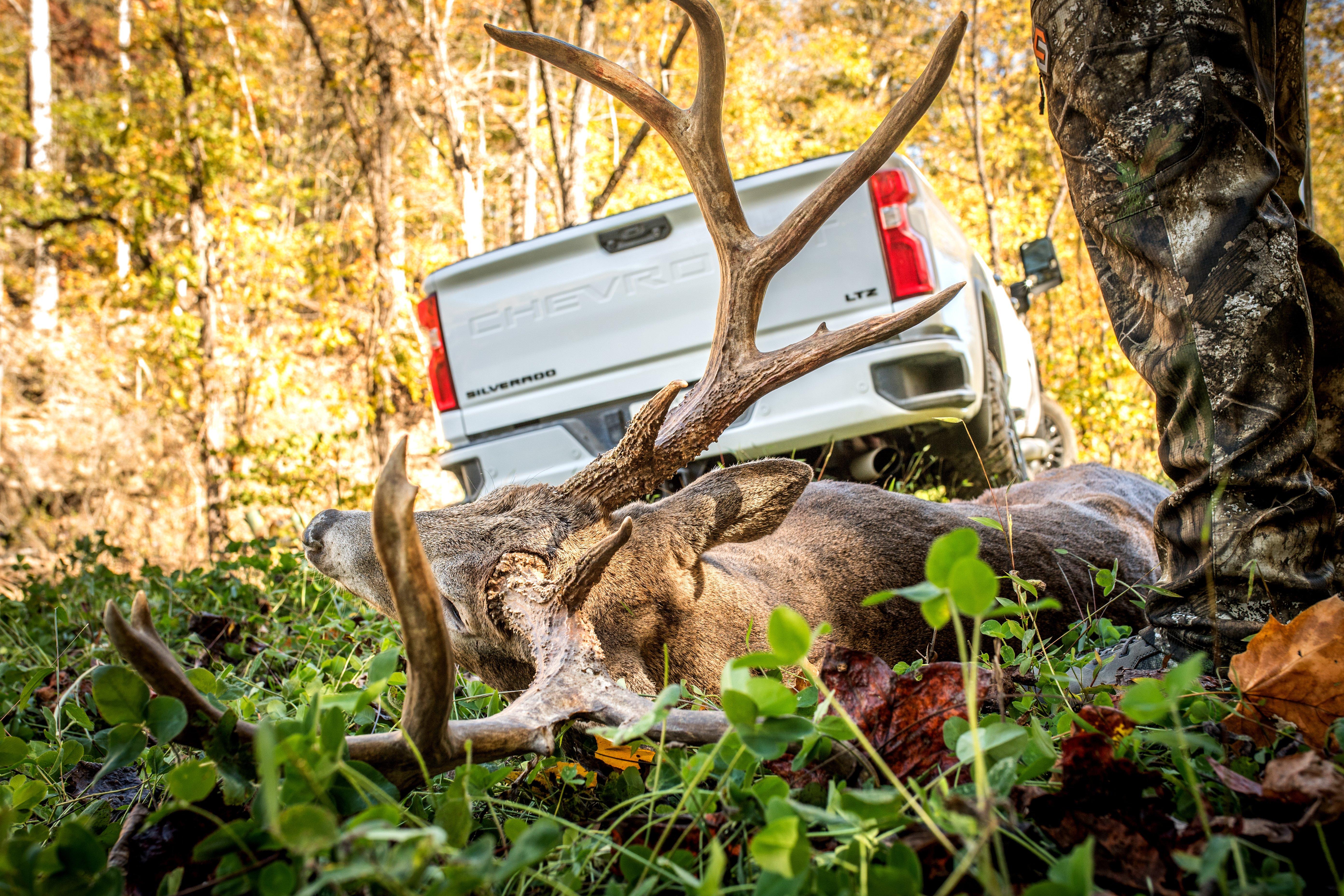 Image: deer_scrape_11