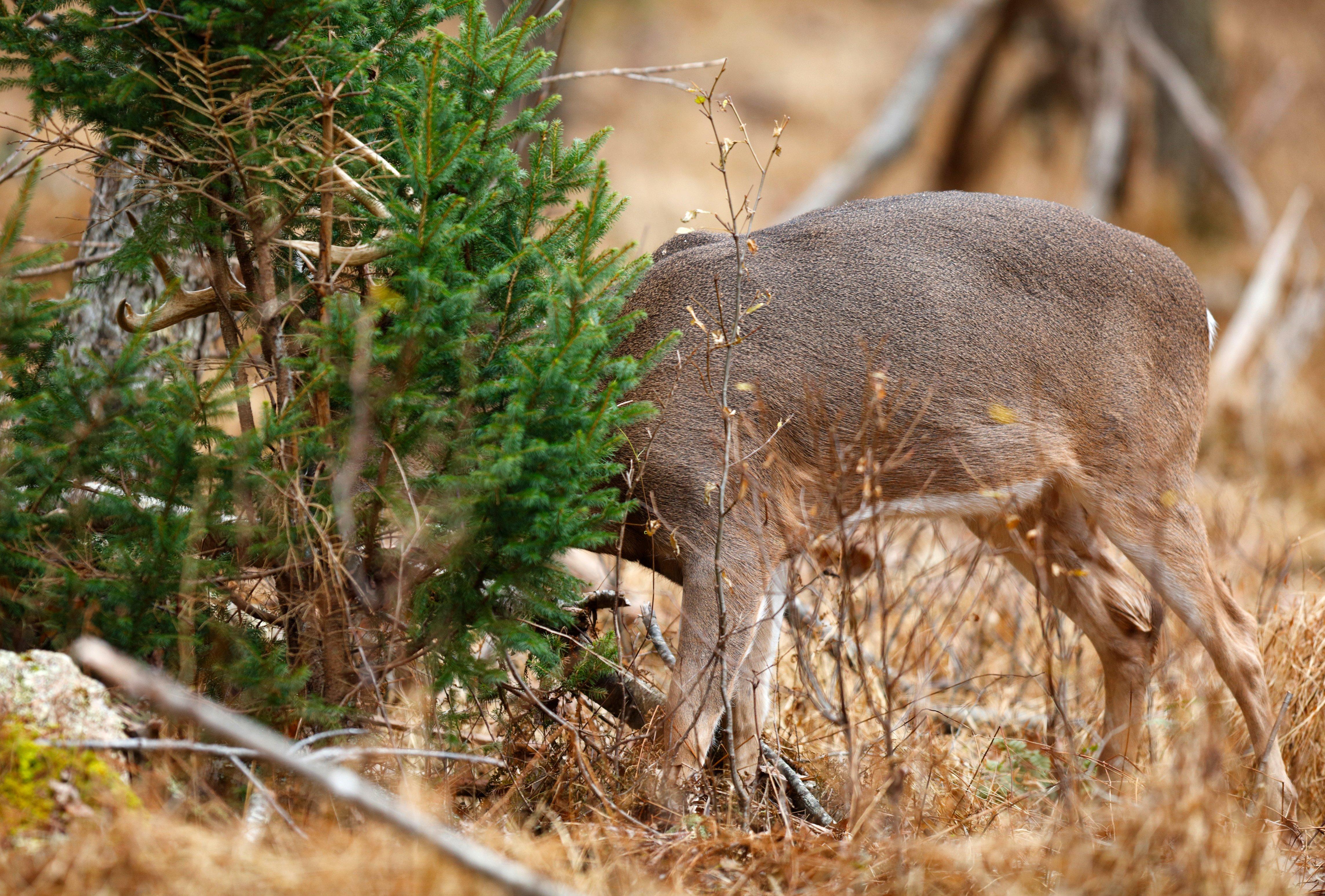 Image: deer_scrape_5