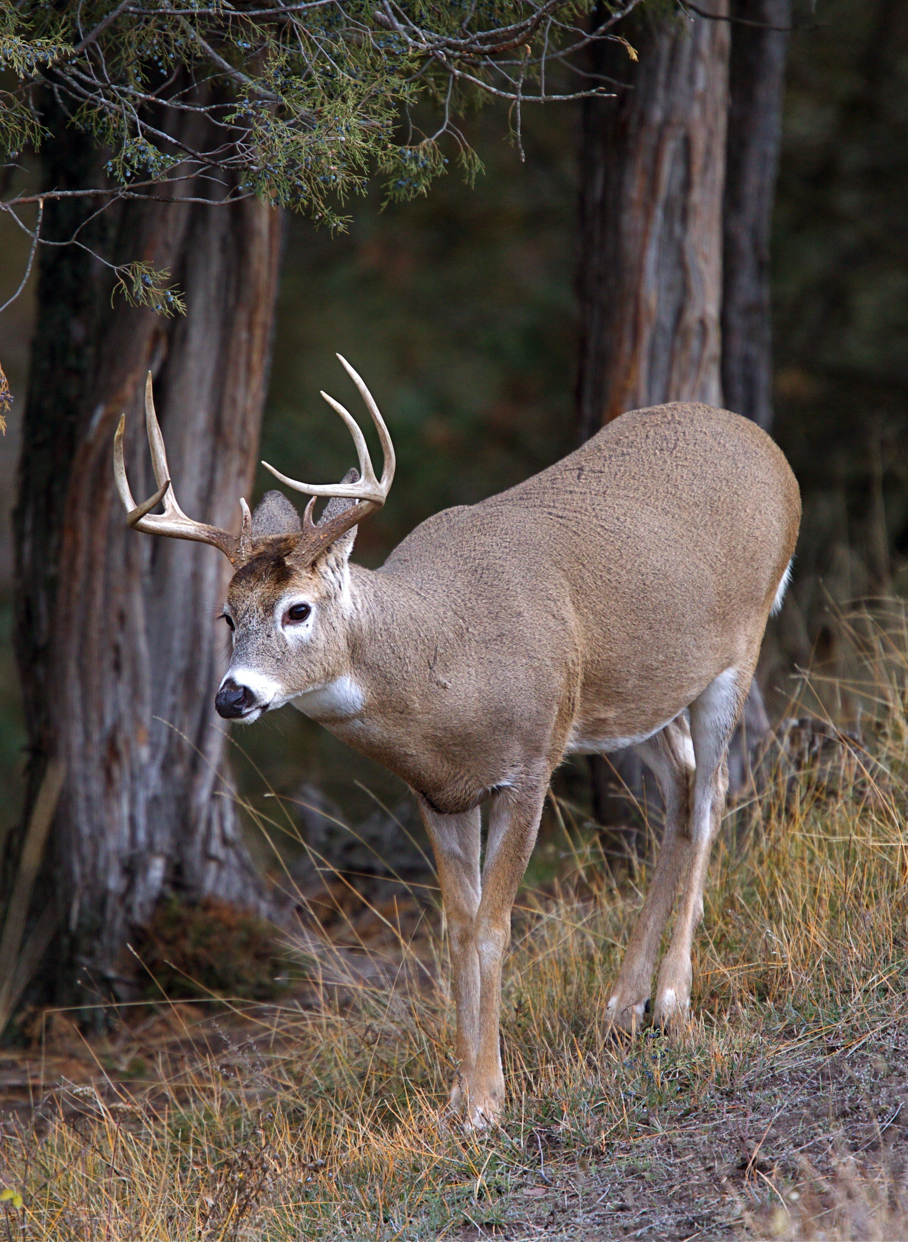 Image: deer_scrape_6