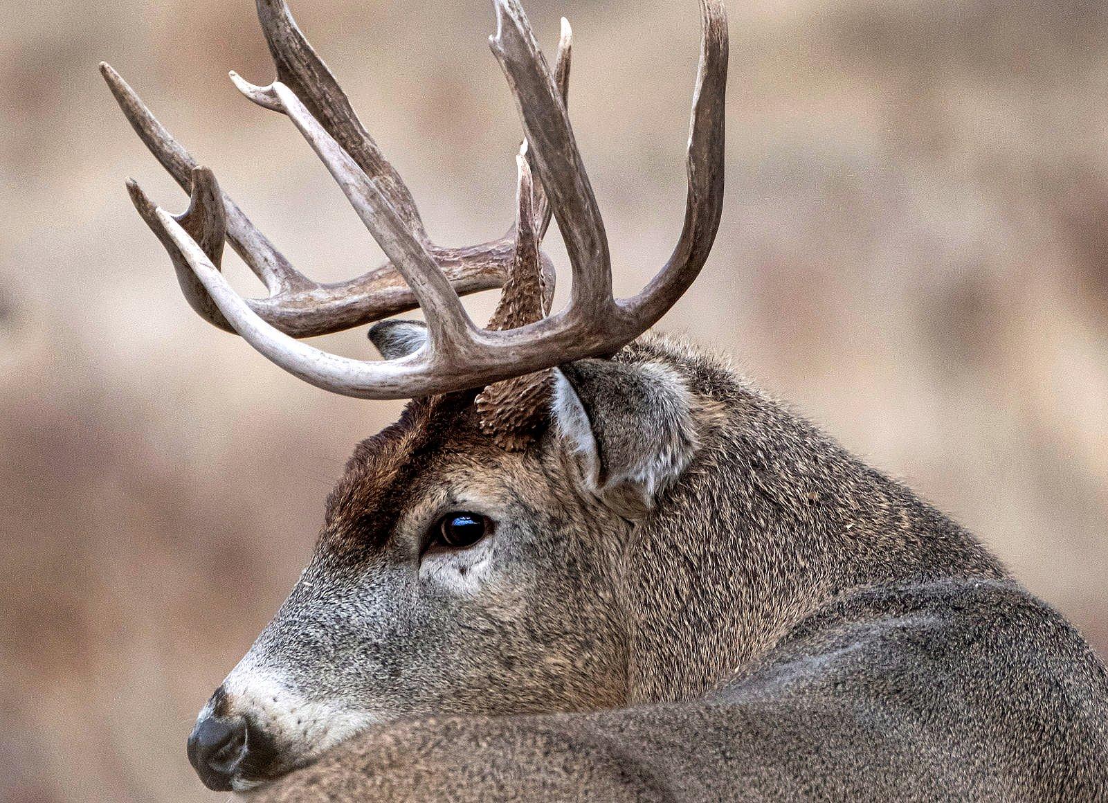 Image: deer_vision