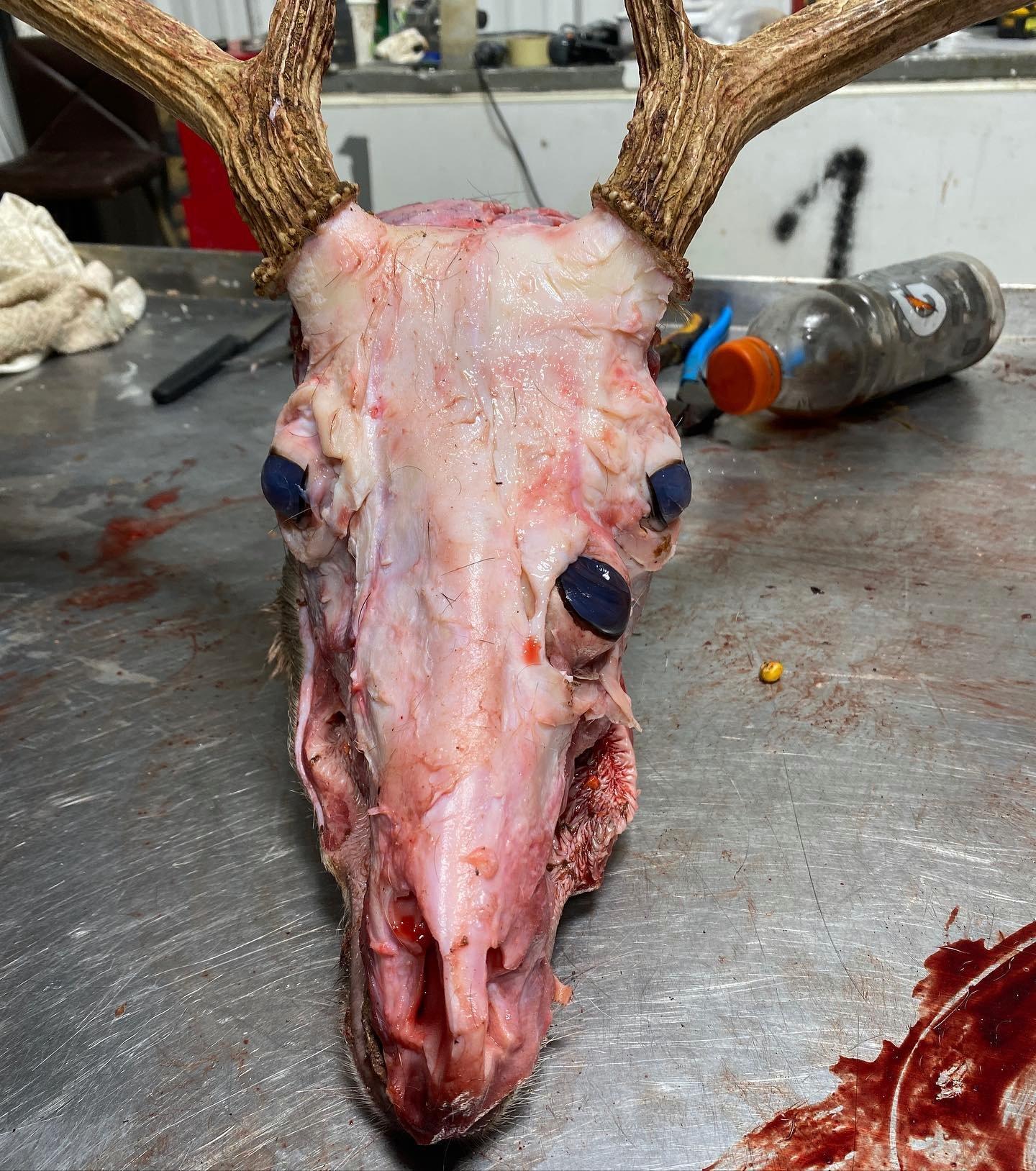 While preparing a deer for a European mount, Double Nickle Taxidermy discovered the deer had a third eye.  Image by Double Nickle Taxidermy