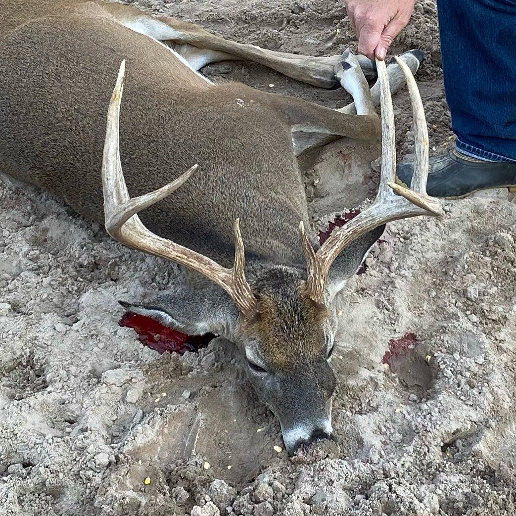 At first, the skinner thought the bulge on the deer's nose was an abscess. Image by Double Nickle Taxidermy