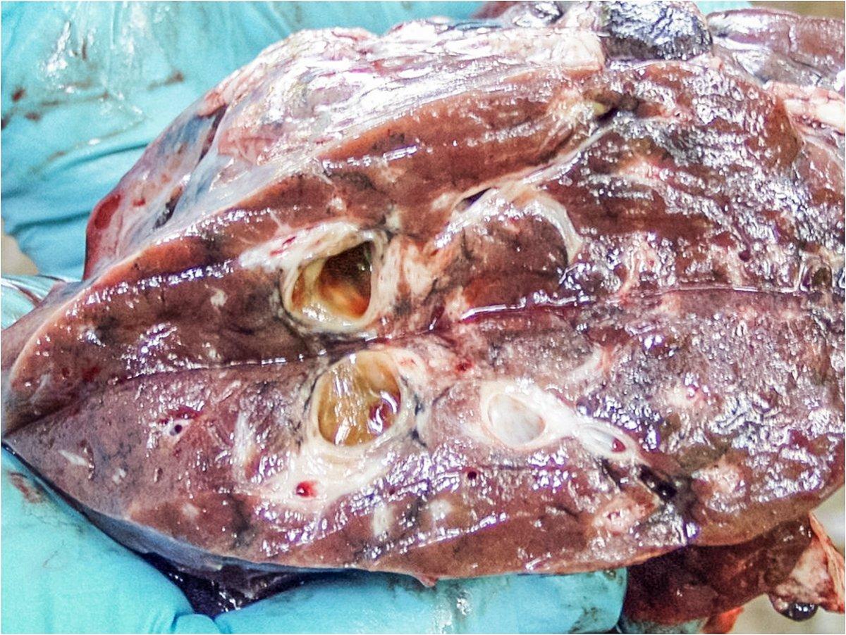 Deer liver damage caused by liver fluke. (Marinkovic / BMC Veterinary Research photo)