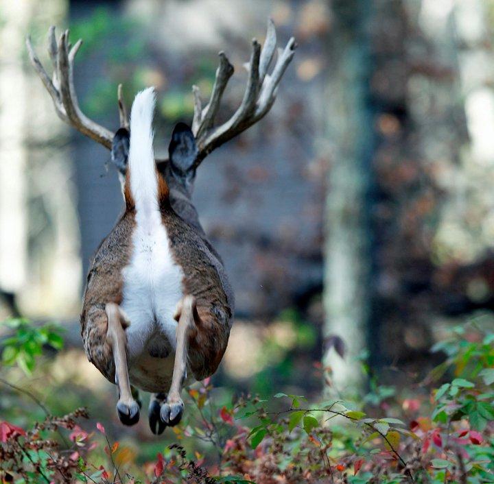 spooked buck