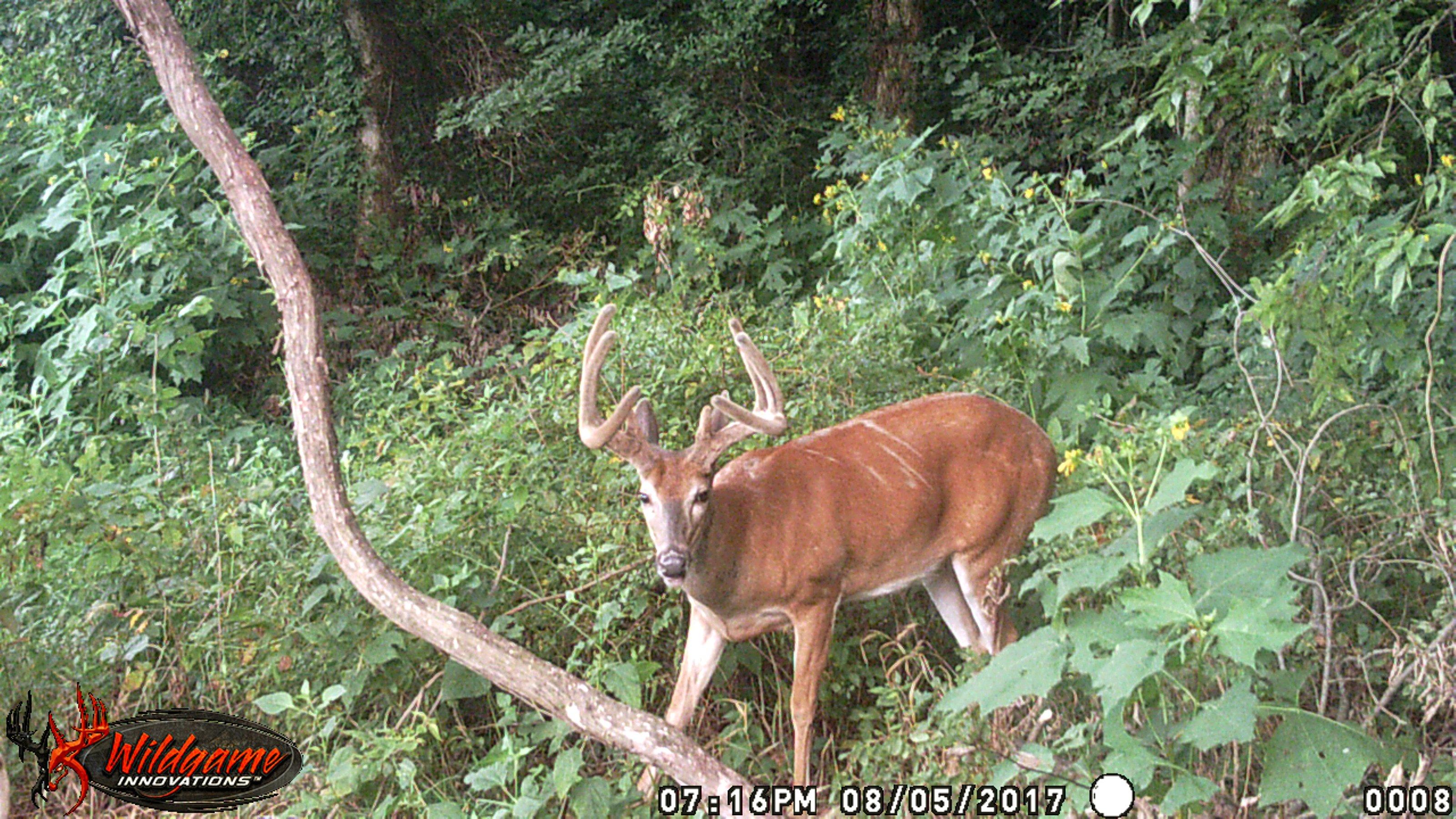 Boats can give you access to deer few hunters can reach. Image by Honeycutt Creative