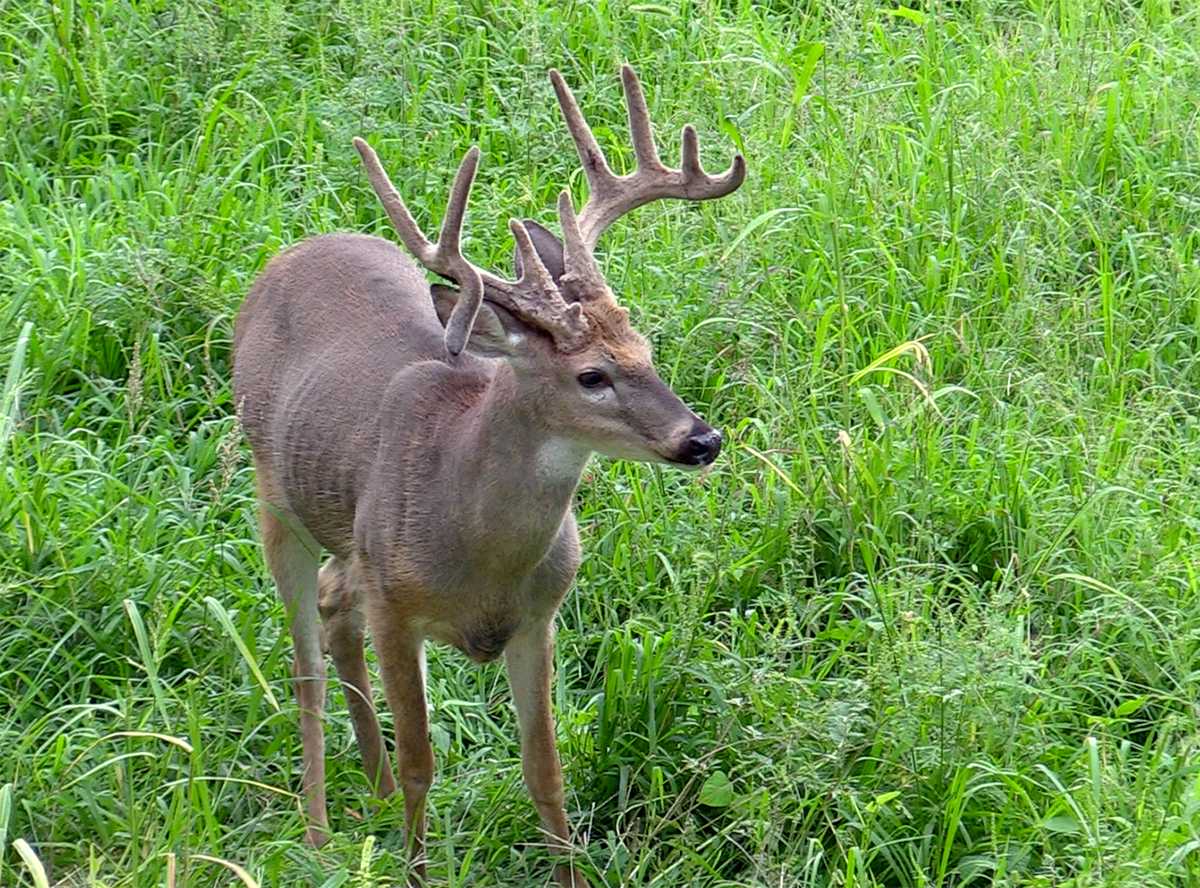 Ever dreamed of a velvet buck? Most hunters have, and there are numerous destination options. Image by Honeycutt Creative