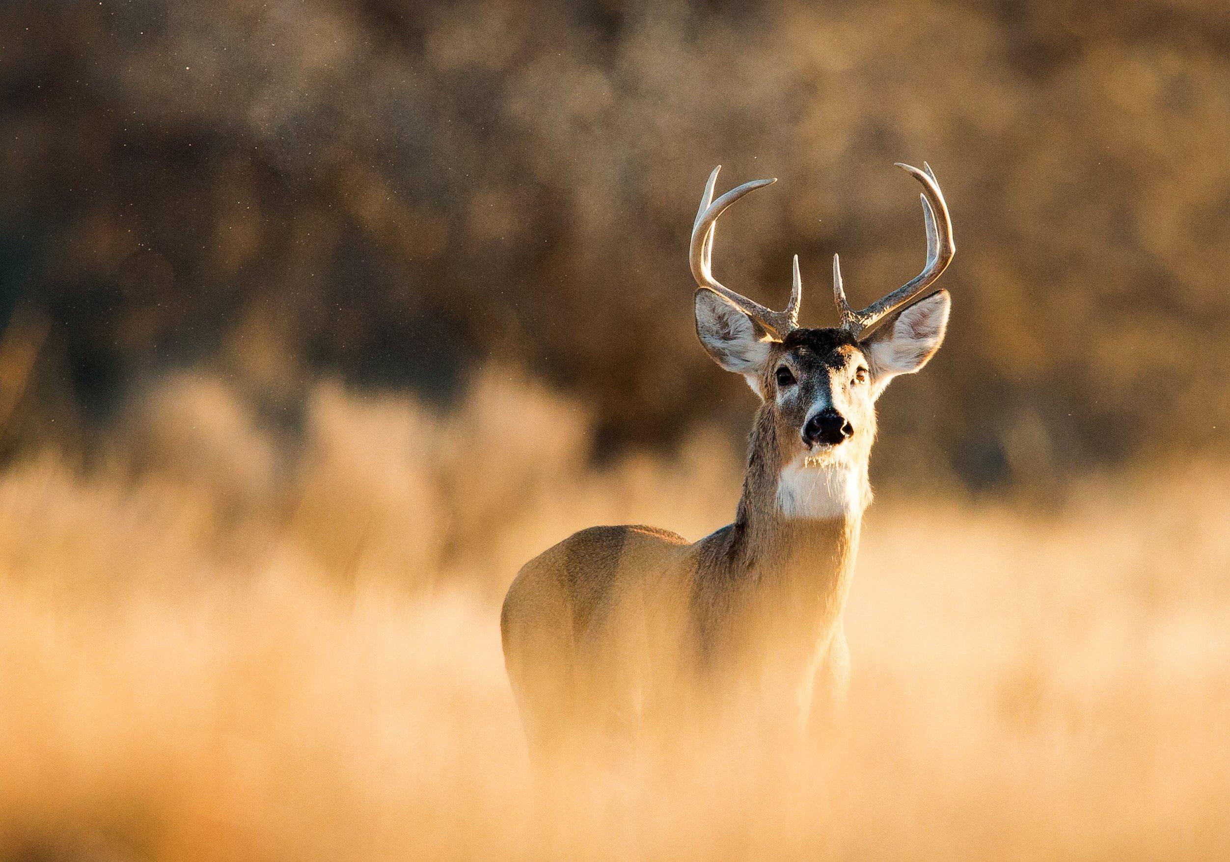 Image: dnr_deer_rules