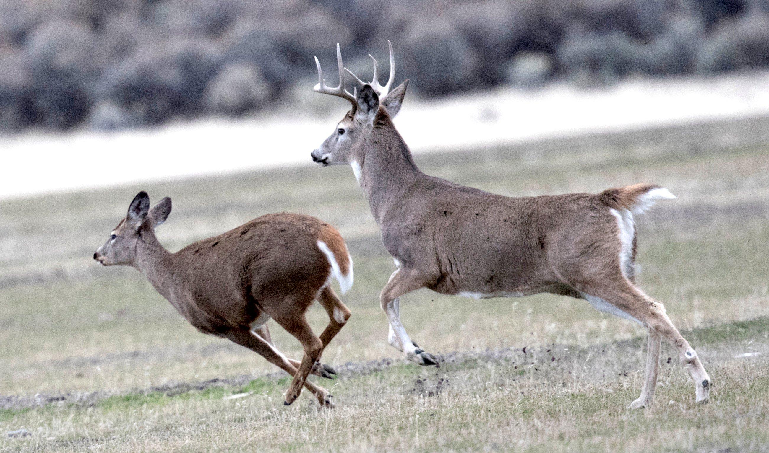 Image: doe_secrets_1