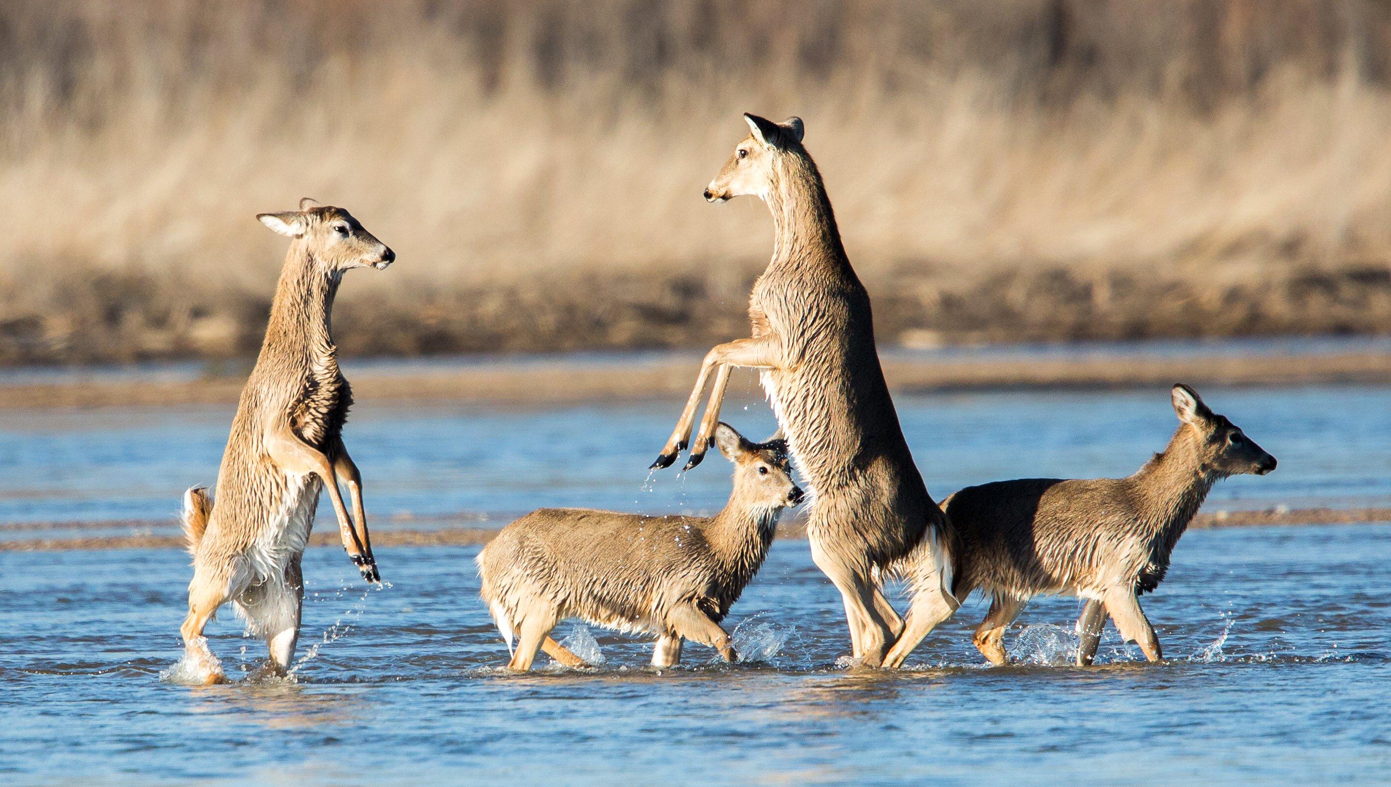 Image: doe_secrets_2