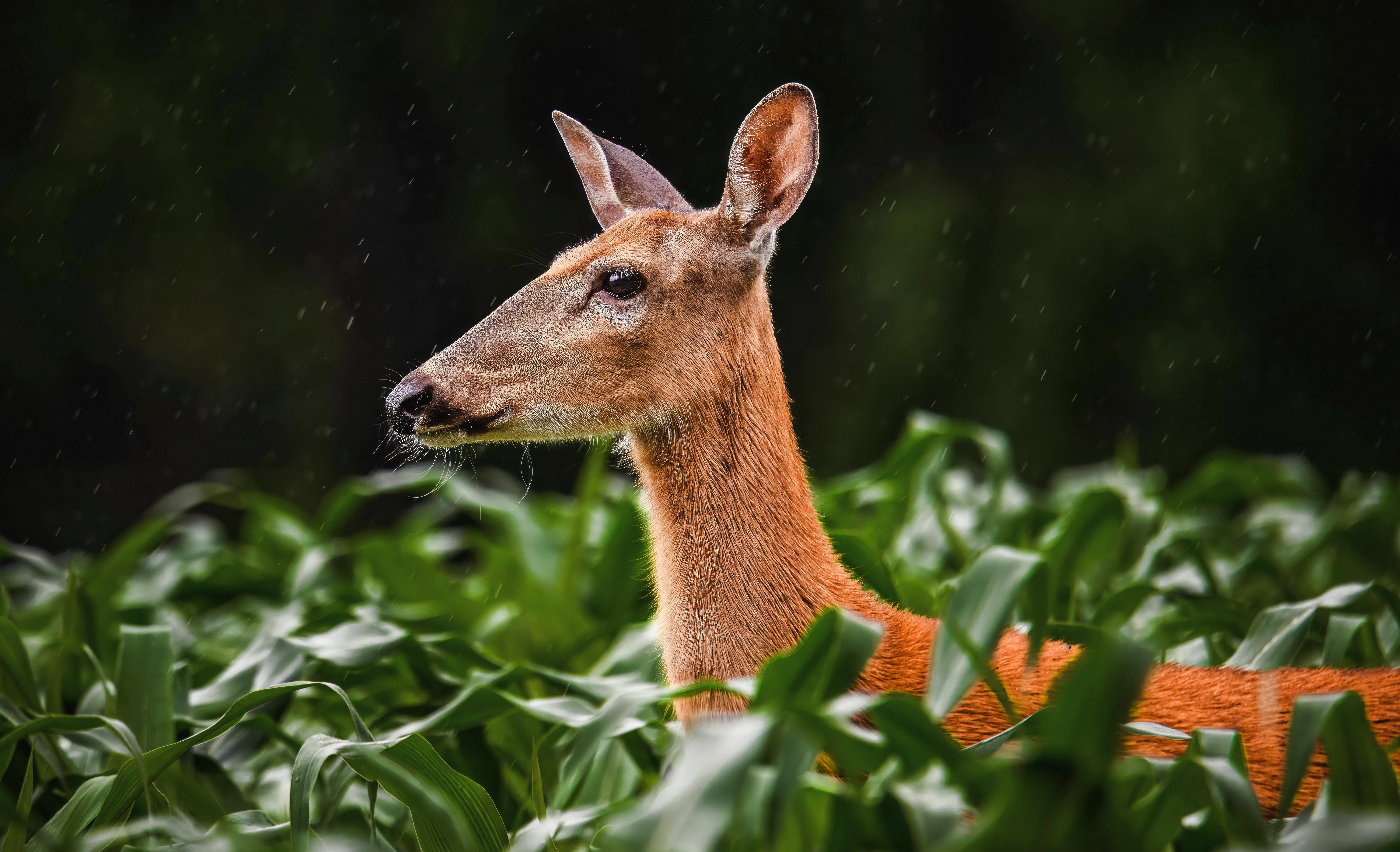 Image: doe_secrets_3