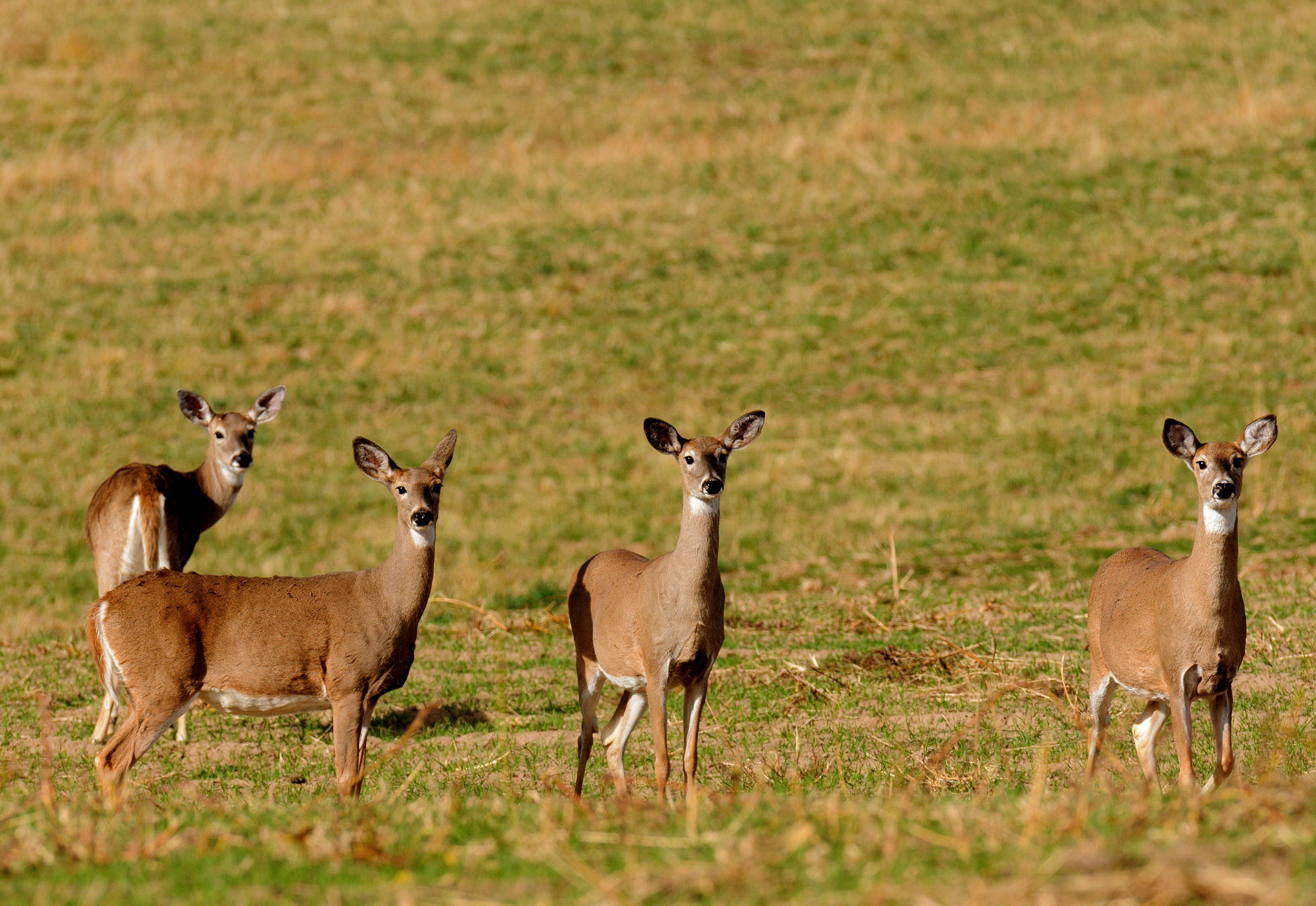 Image: doe_secrets_6