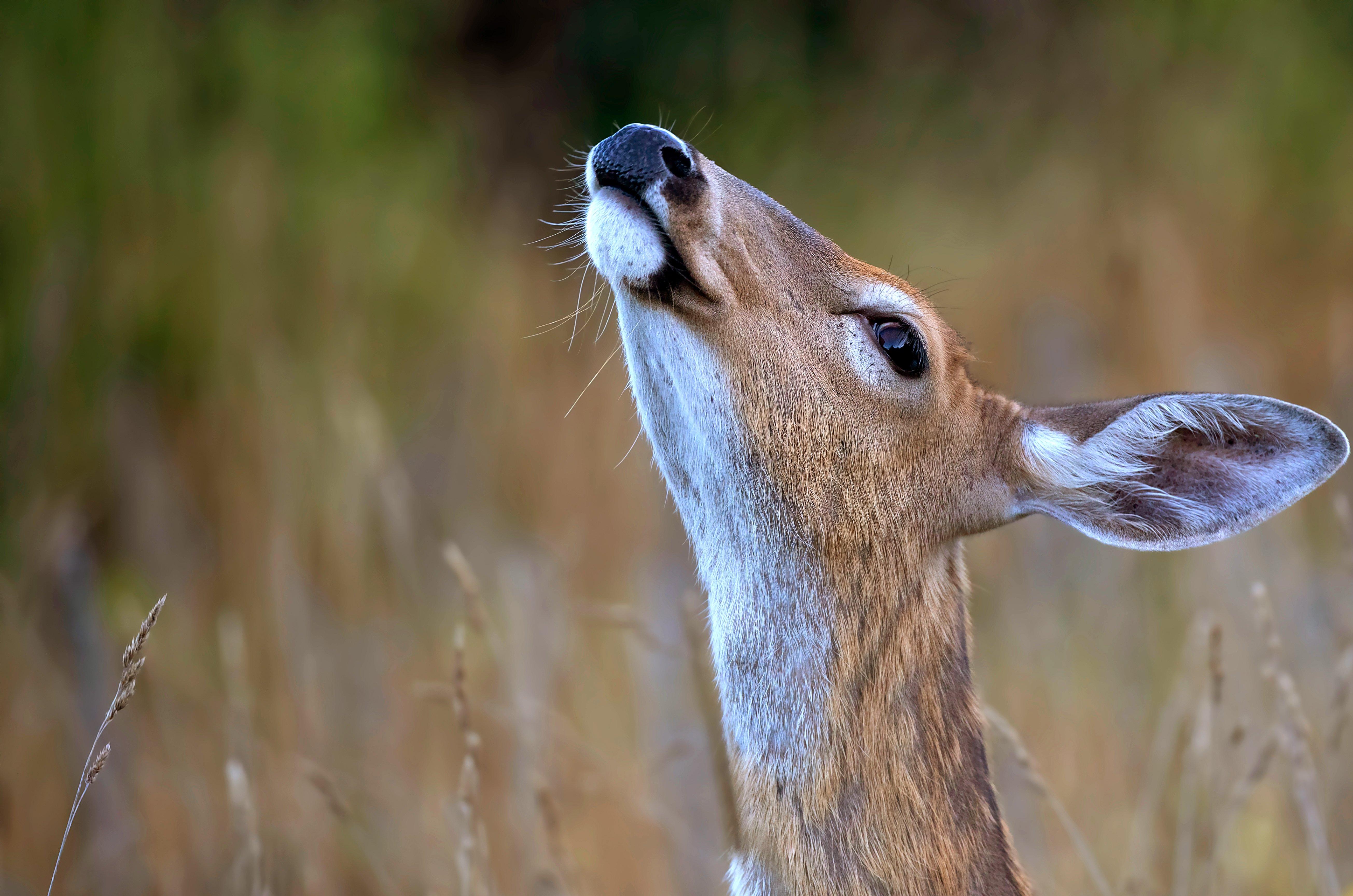 Image: doe_secrets_8