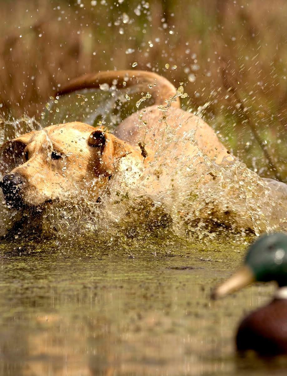 One of the supreme pleasures in duck hunting is watching a good dog work.