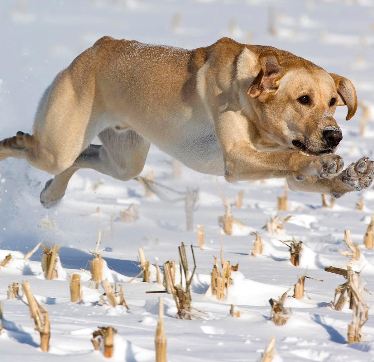 A solid gun dog is invaluable in the field