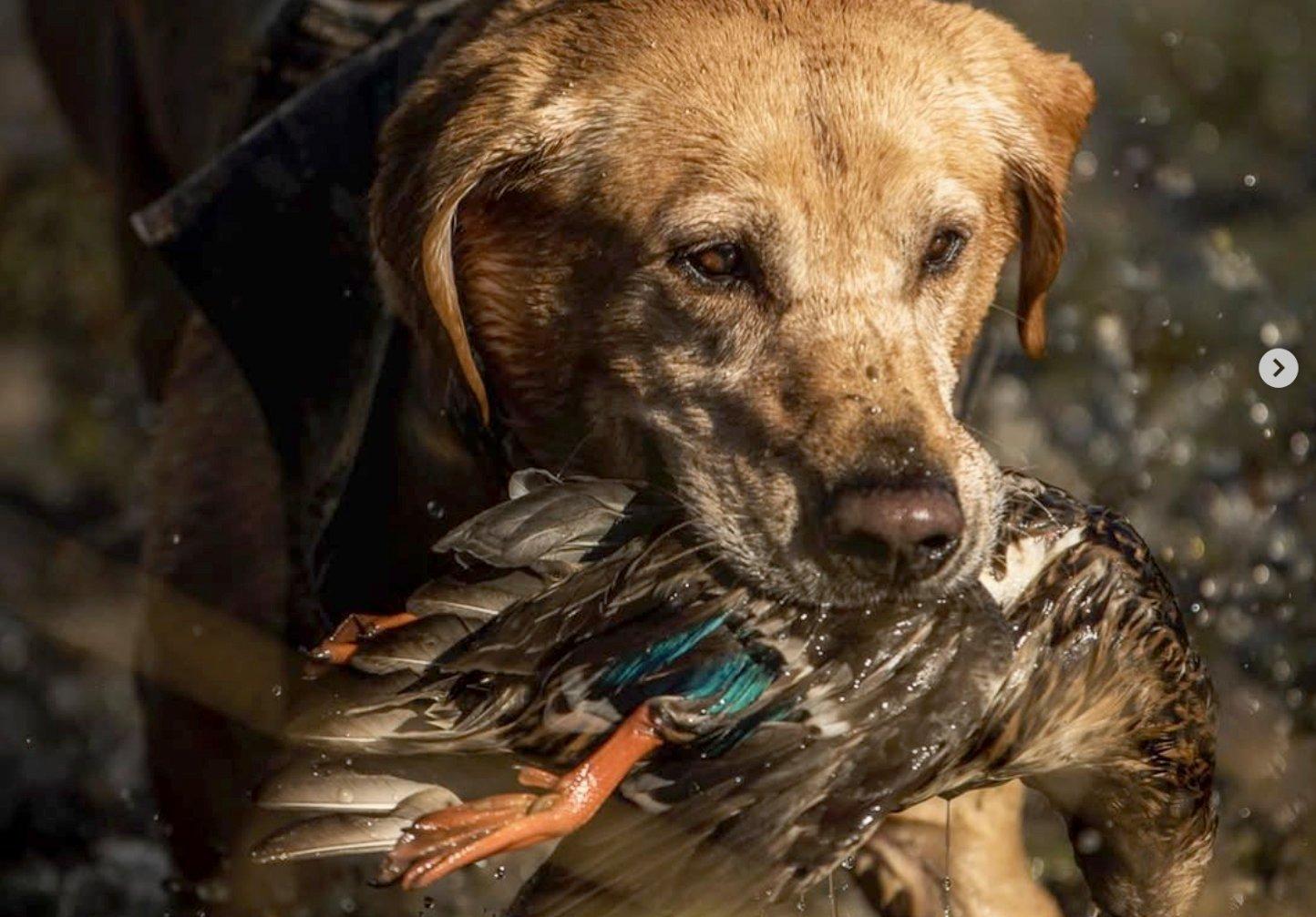Image: dog_hunting_ban_2