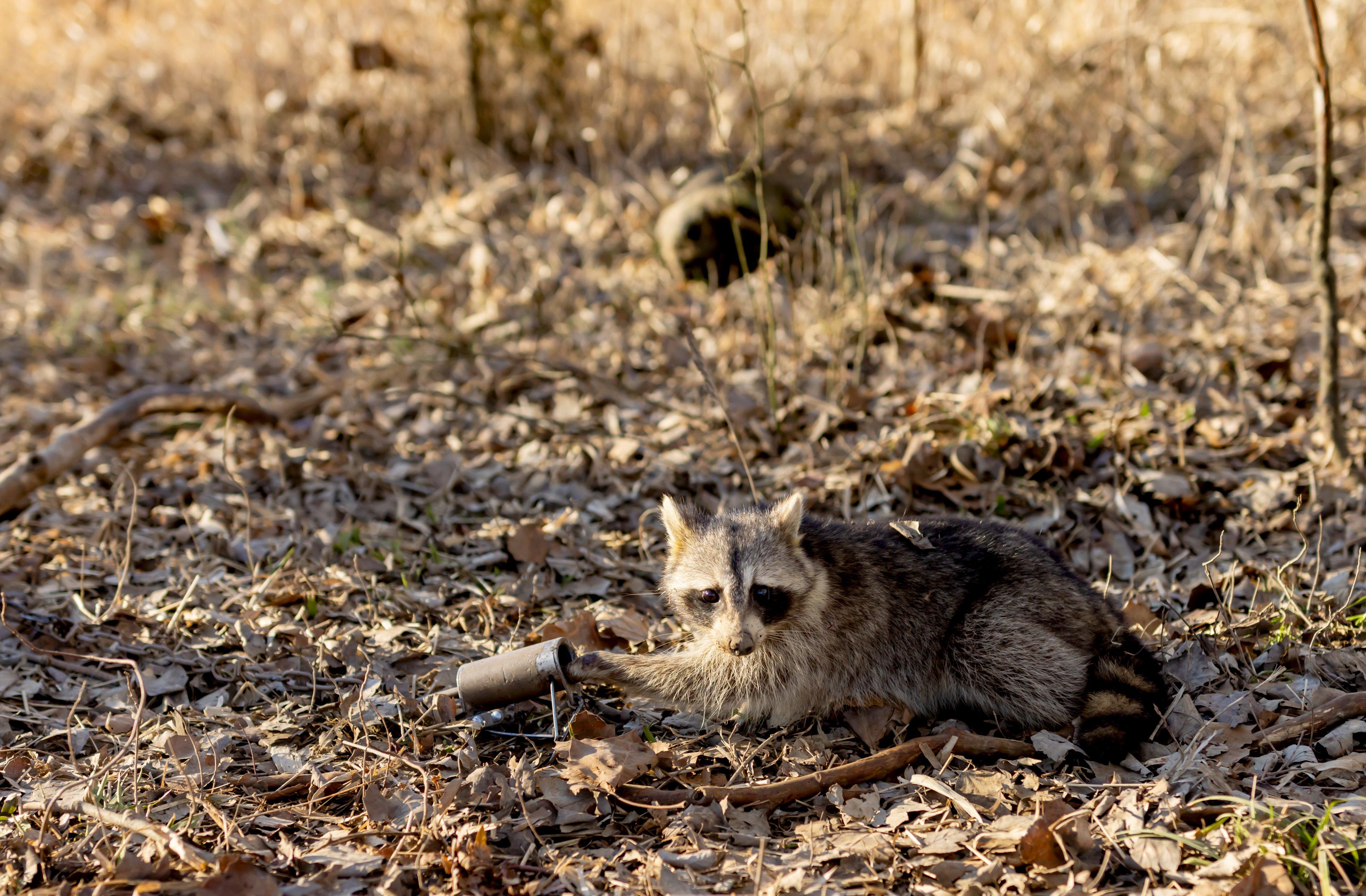 Image: dogproof_coon_trap_2