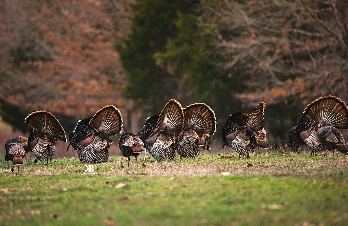 Listen to wild turkeys to improve your mouth calling. Image by Kerry B. Wix.