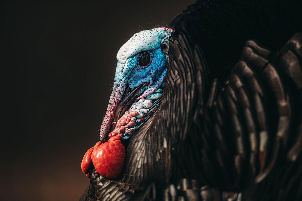 While memories of strutting longbeards are still fresh, check out our Realtree turkey content with next season in mind. Image by Kerry B. Wix