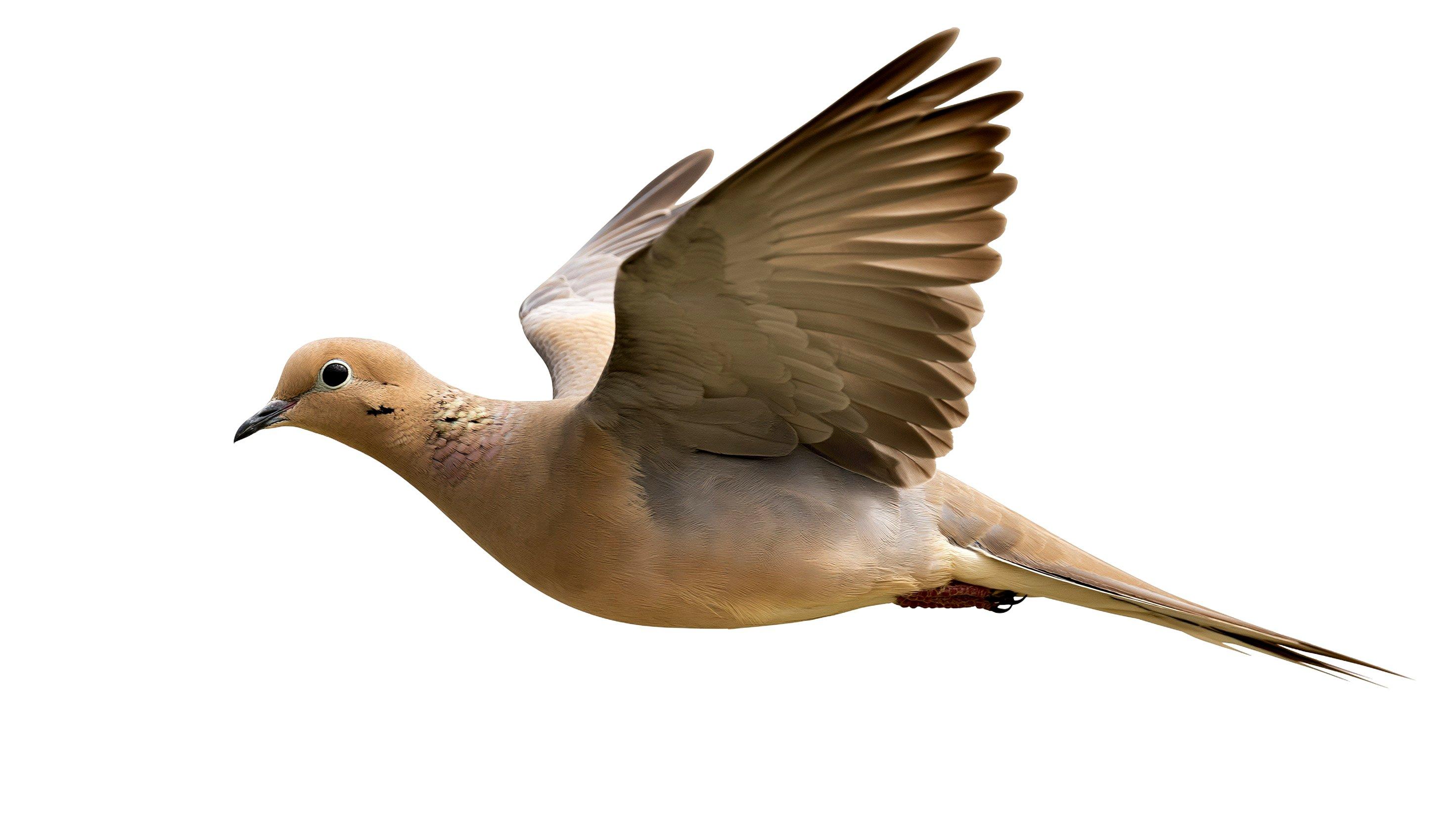 Image: dove_hunt_guns_1