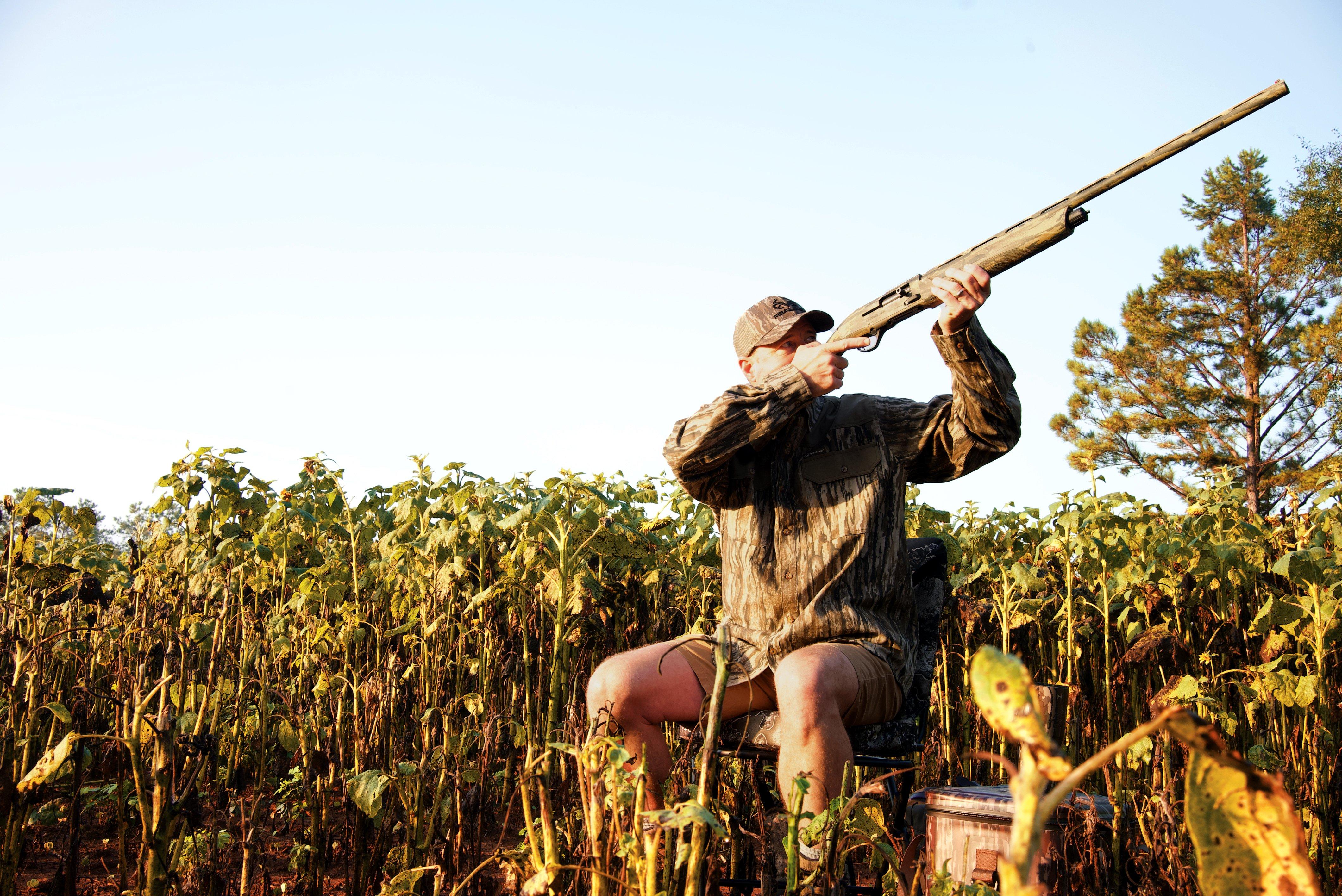 Image: dove_hunt_guns_8
