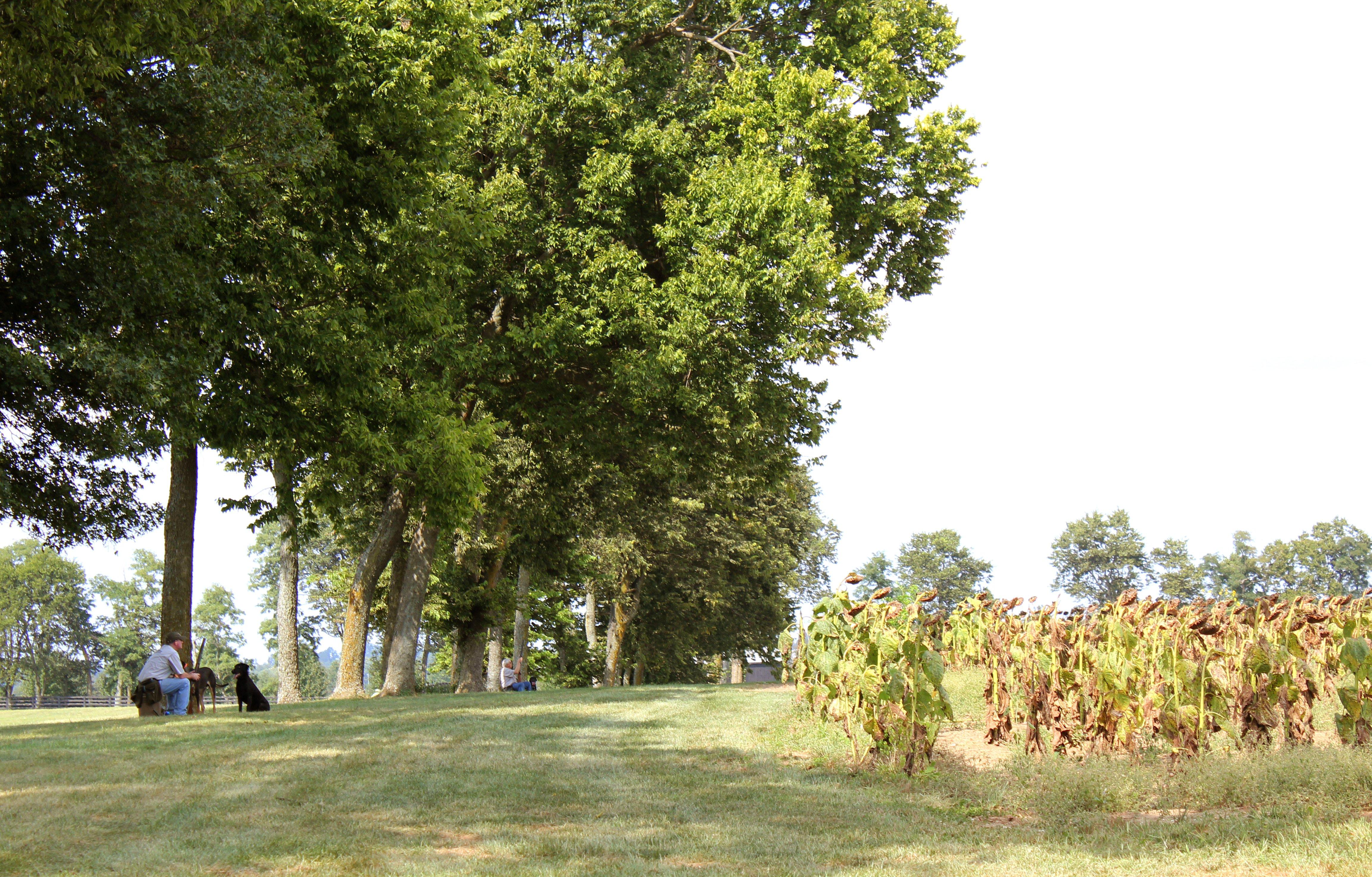 Image: dove_opener_tips_2