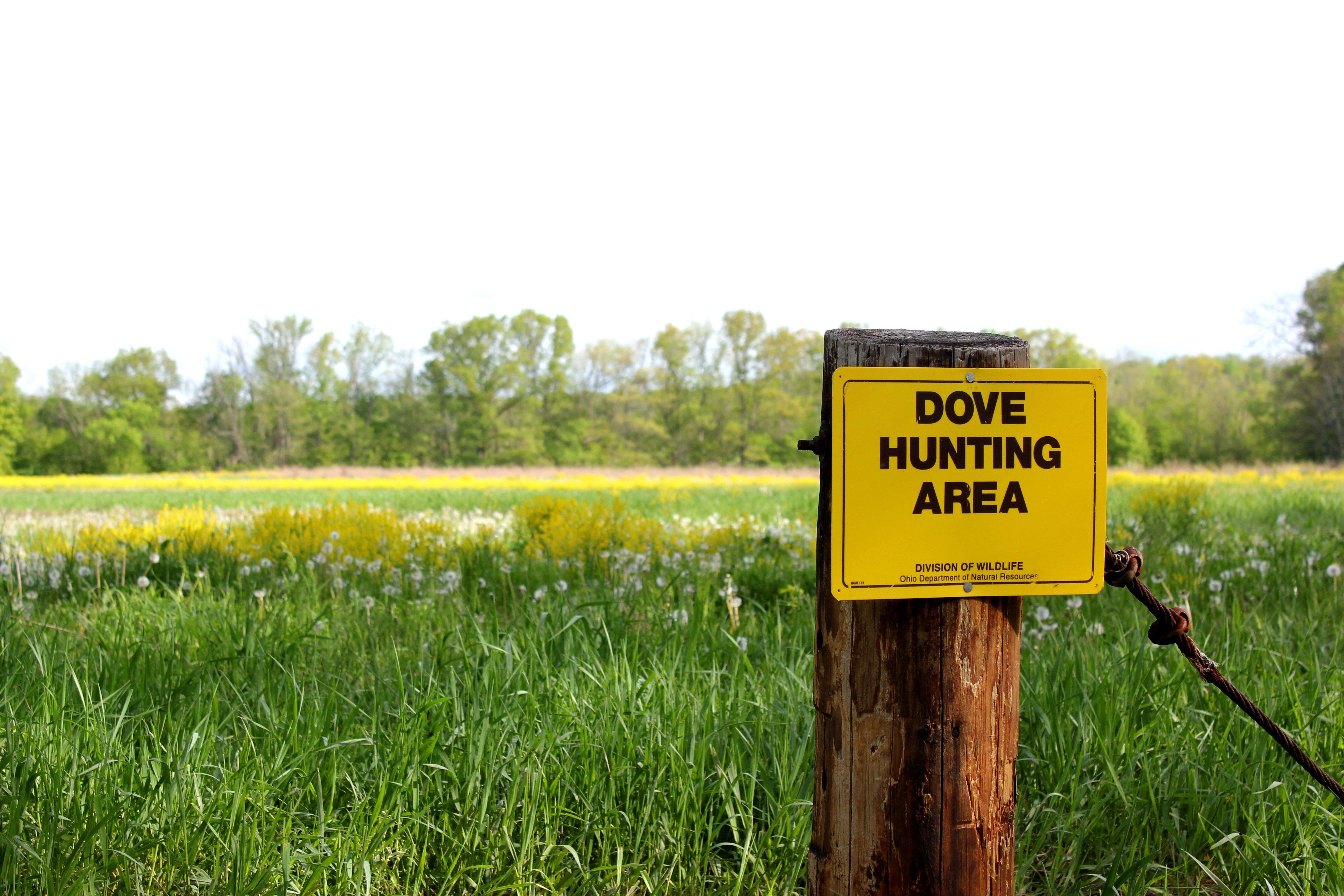 Image: dove_opener_tips_3