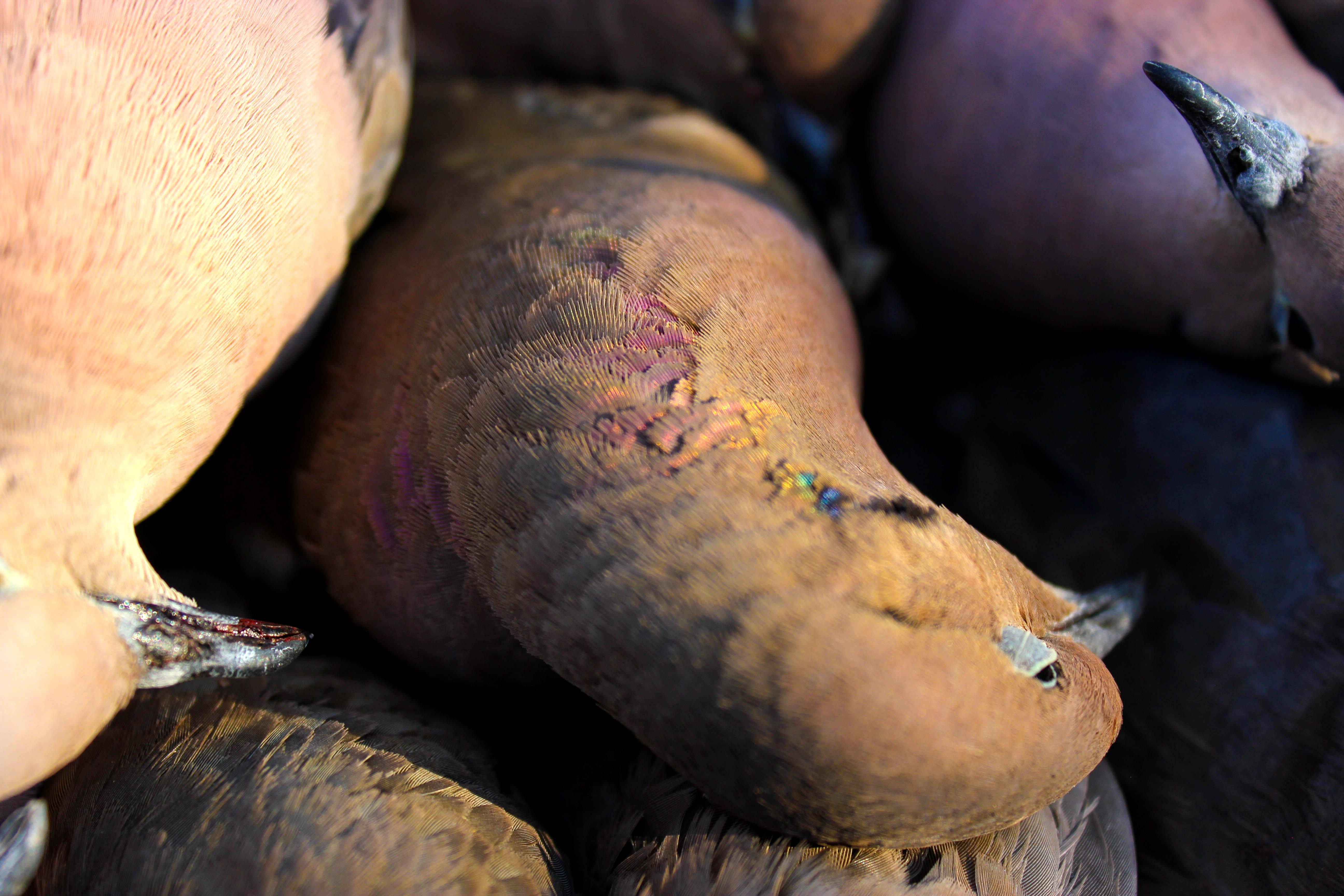 Image: dove_opener_tips_4