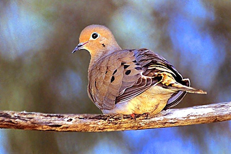 Image: dove_opener_tips_5