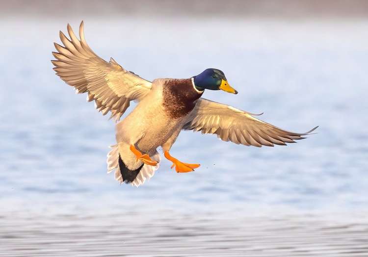 6 Reasons Why You’re Not Finishing Ducks