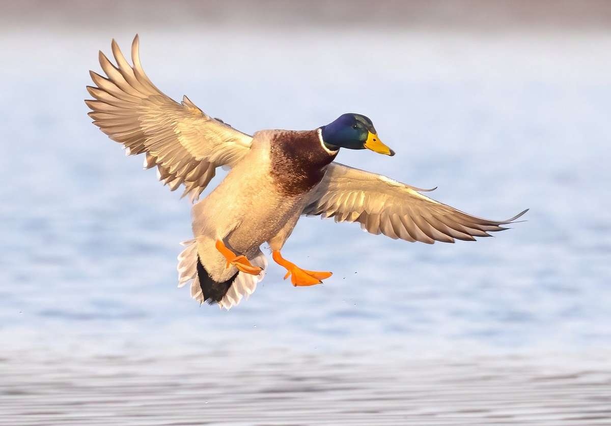 6 Reasons Why You’re Not Finishing Ducks - Realtree Camo