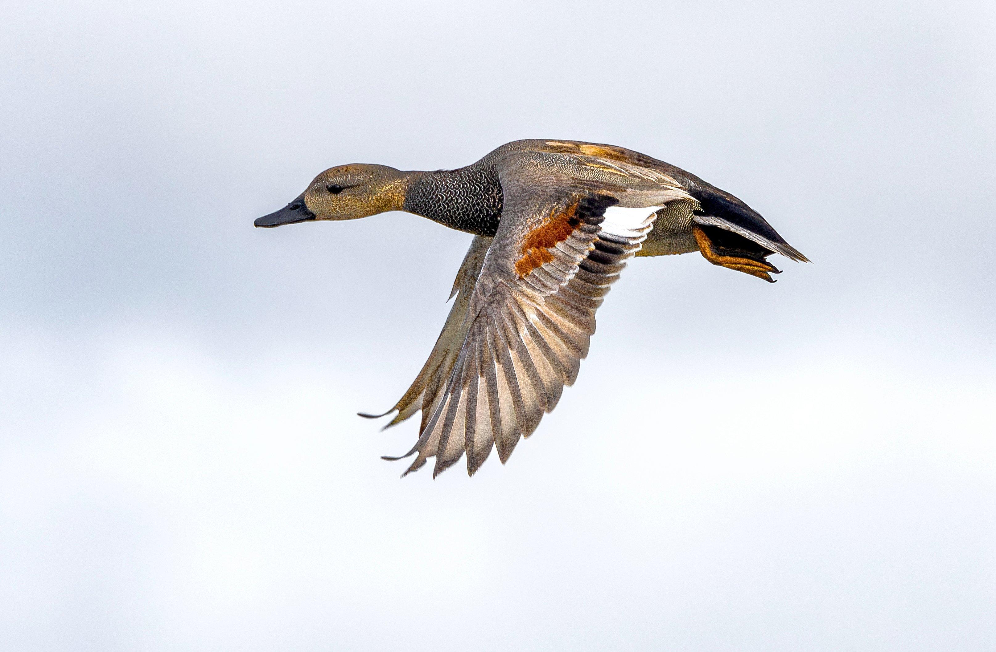 Image: drake_gadwall