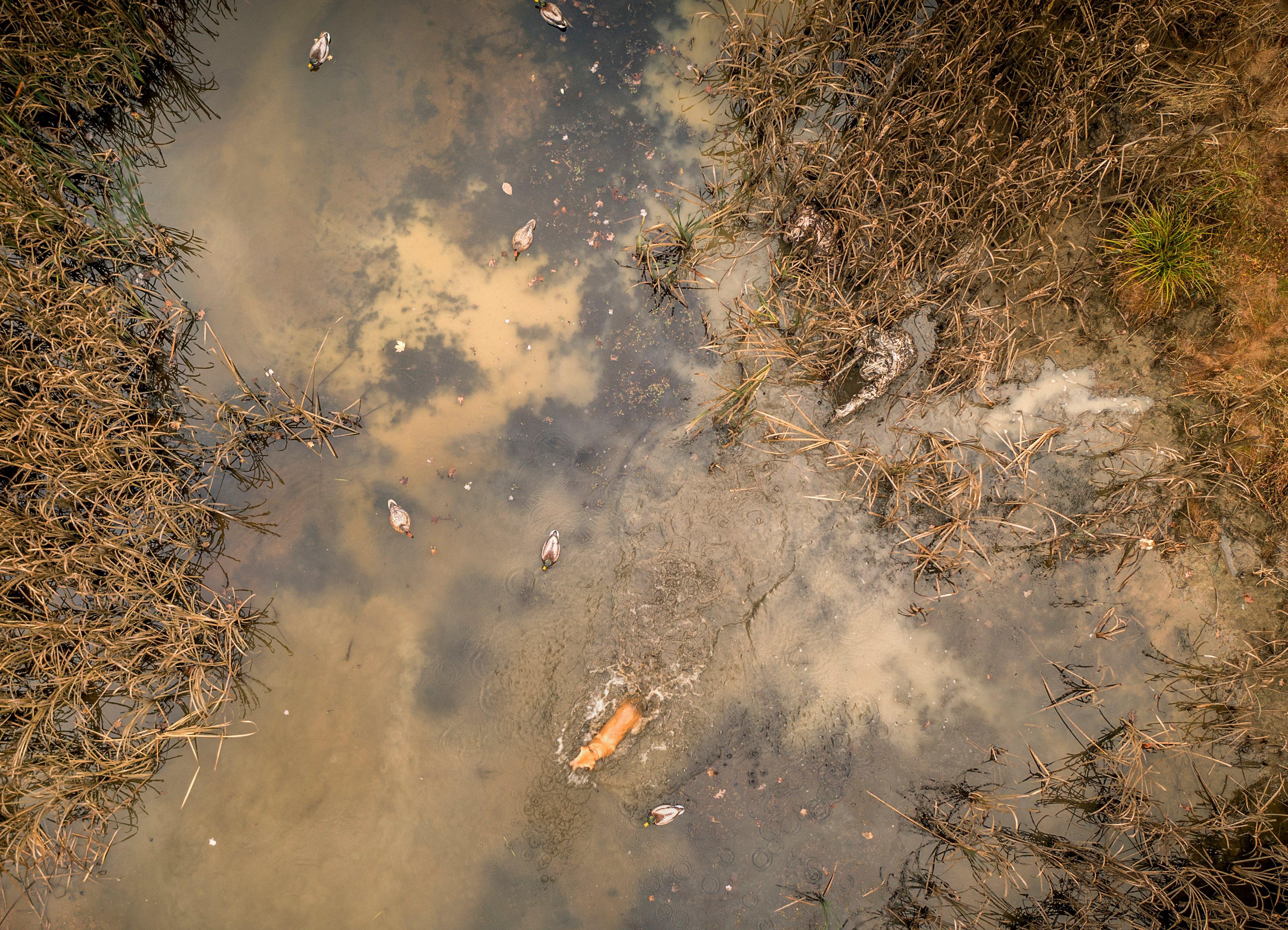 Image: drone_waterfowl_3