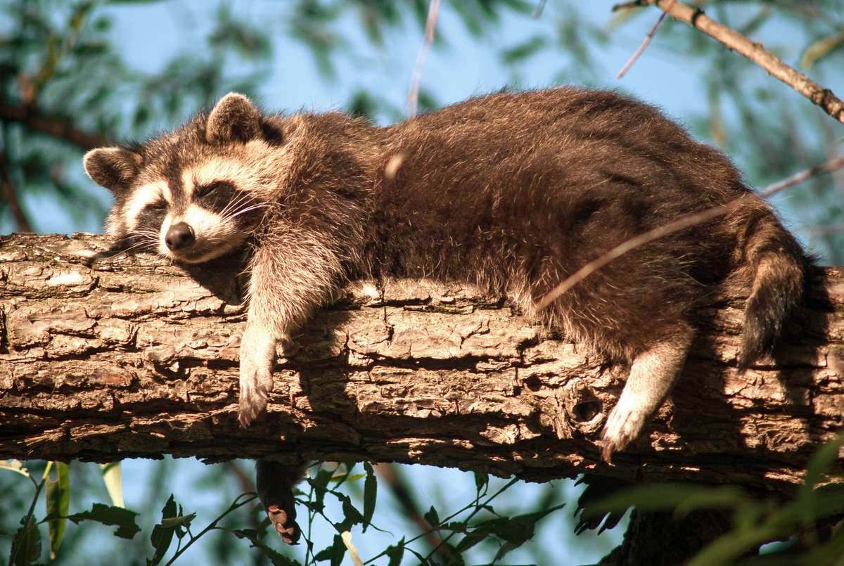 Drunk Raccoon Passes Out in Virginia Liquor Store Bathroom - Realtree Camo