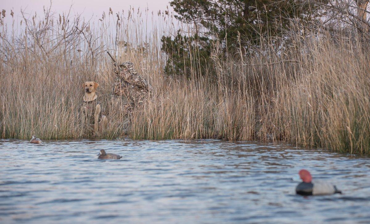 Redheads are pure fun, providing great action and challenging shooting. Photo © Bill Konway