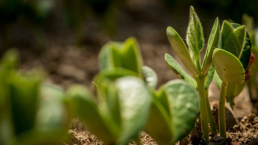 Annuals or perennials? When it comes to food plots, the answer is both. Bill Konway image.