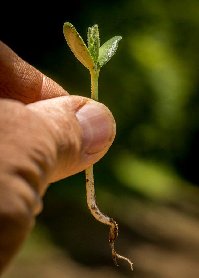 Annuals such as soybeans can provide late-season attraction. Plant what your land needs based on your hunting style. Bill Konway image.