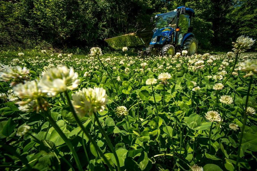 Clover food plot and New Holland tractor