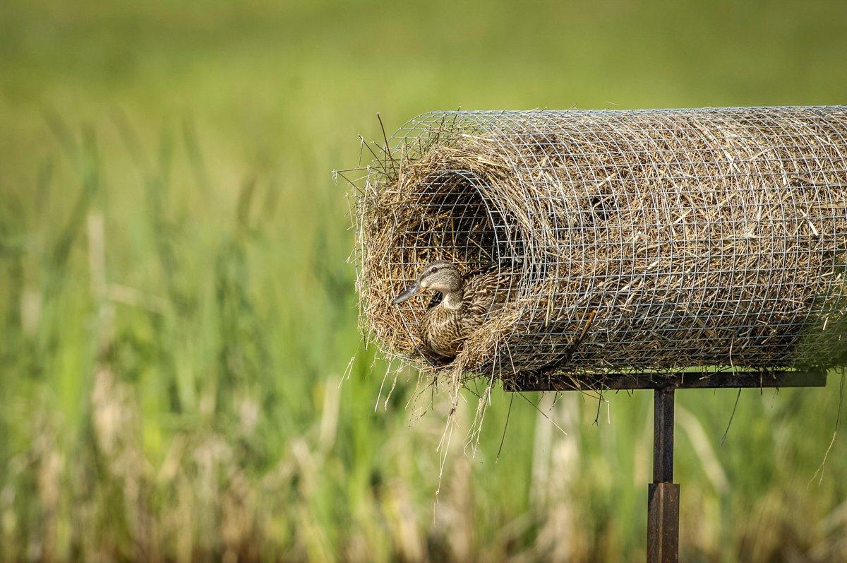 Delta Waterfowl's Hen Houses protect nesting mallards and other ducks from predation. Photo © Delta Waterfowl