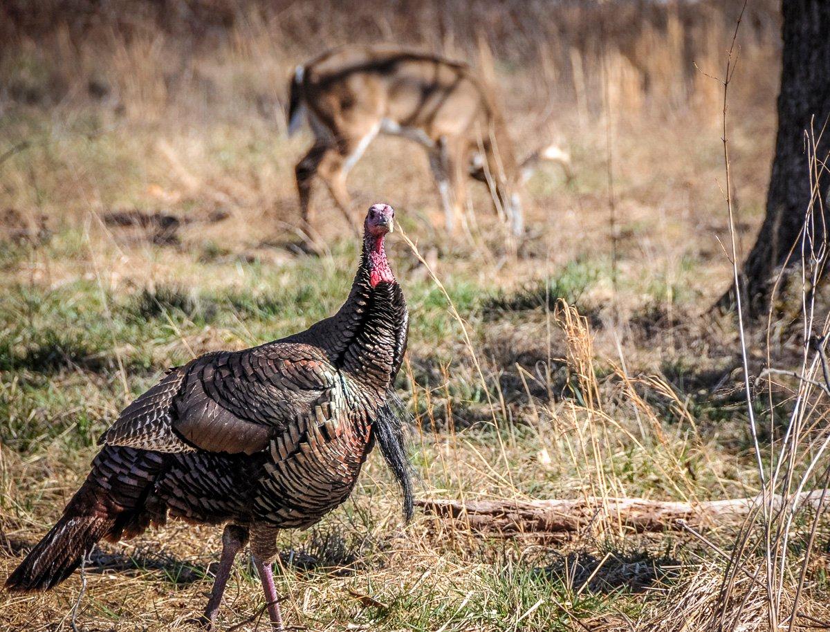 Overlapping turkey and deer seasons can be a bonus for the dual-threat hunter. (© Stephanie Mallory photo)