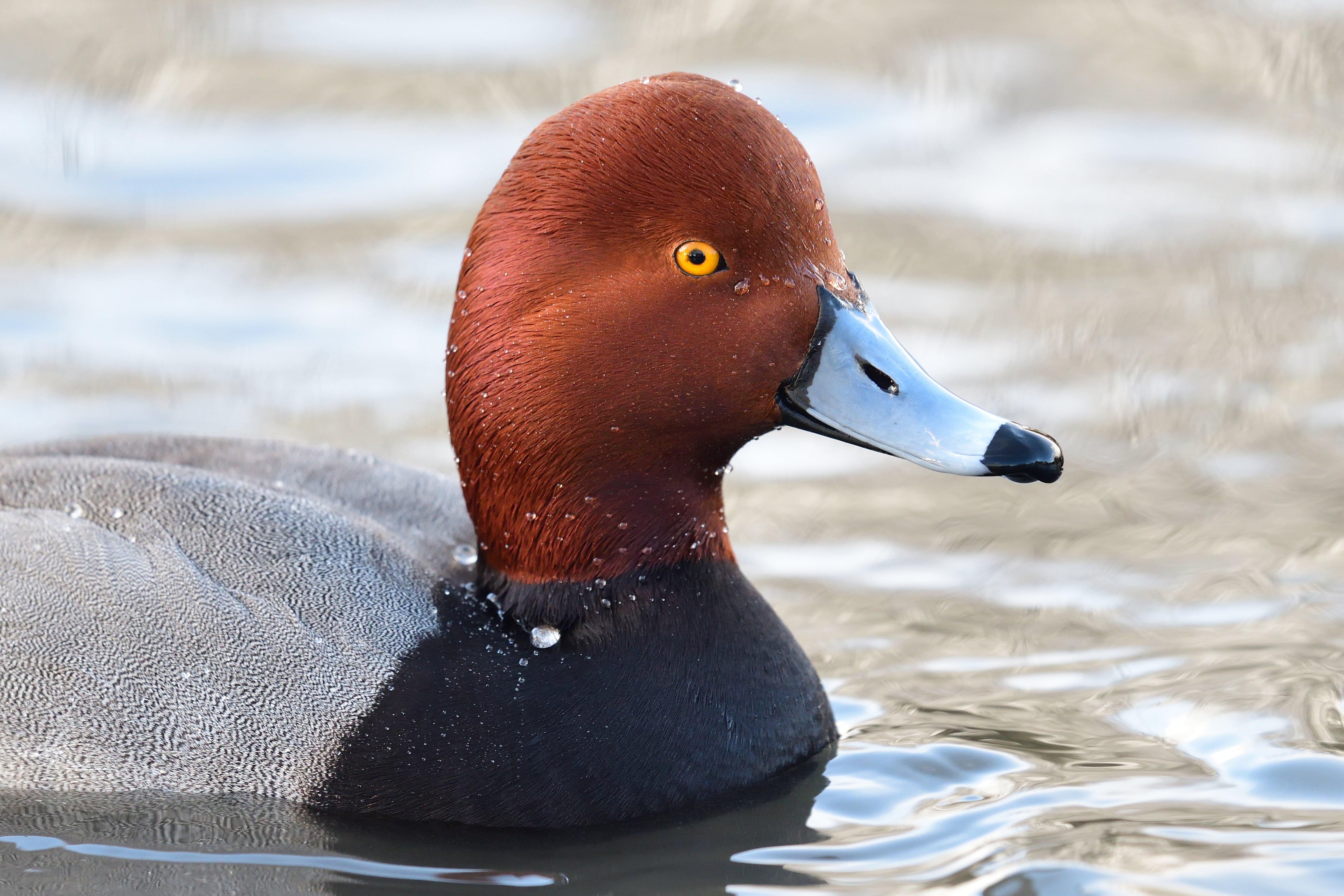 Image: duck_limits_2