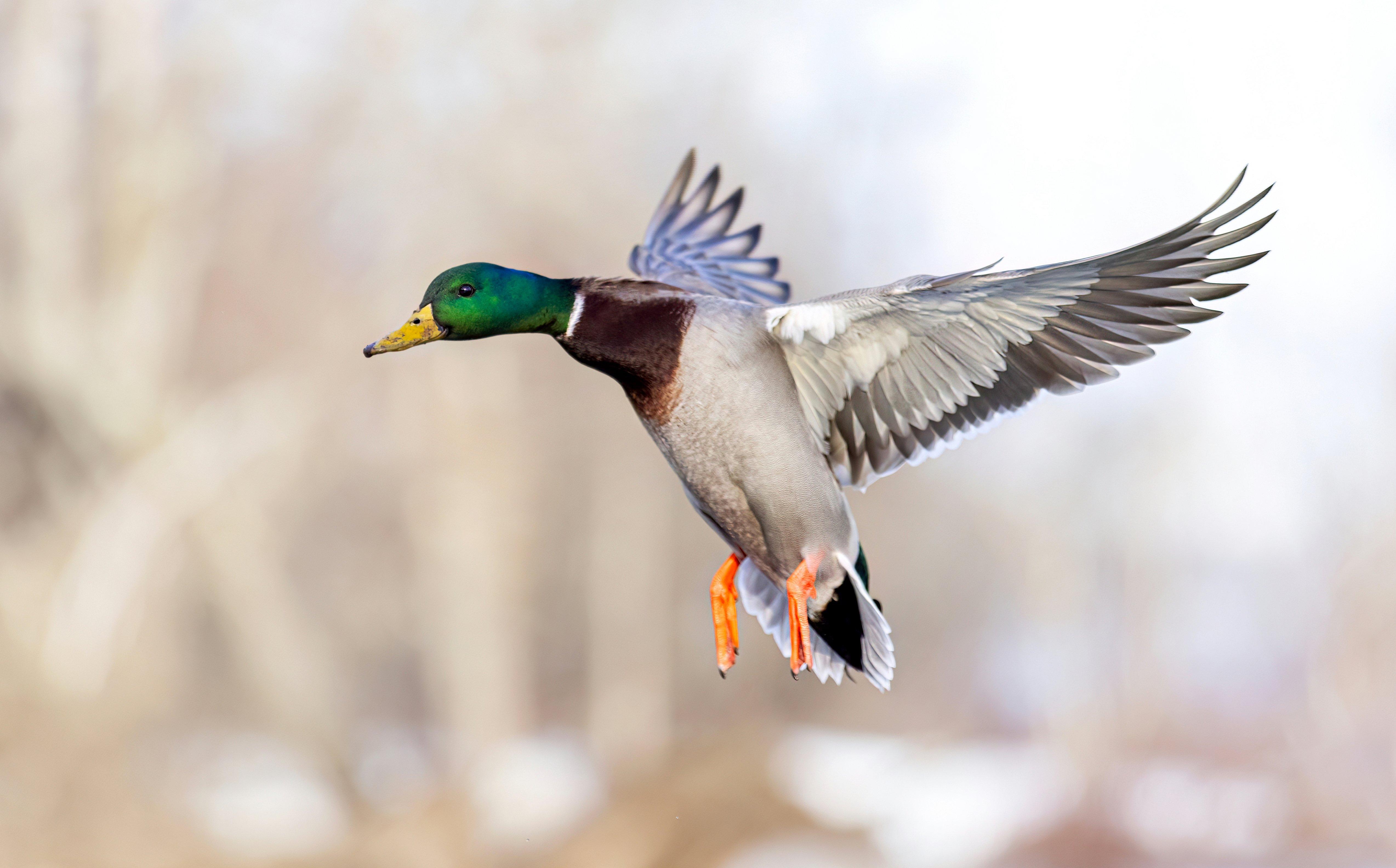 Image: duck_limits_5