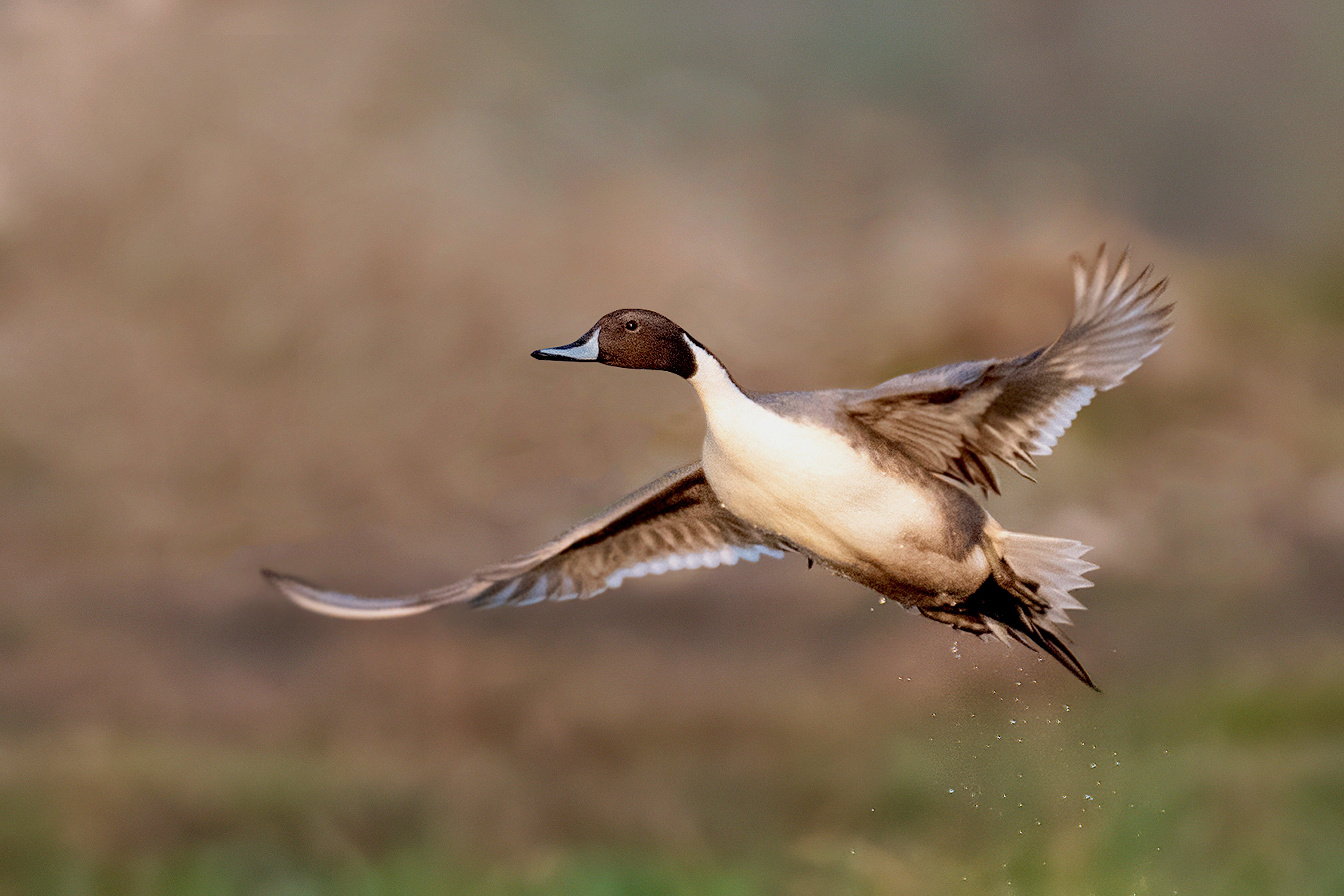 Image: duck_limits_7