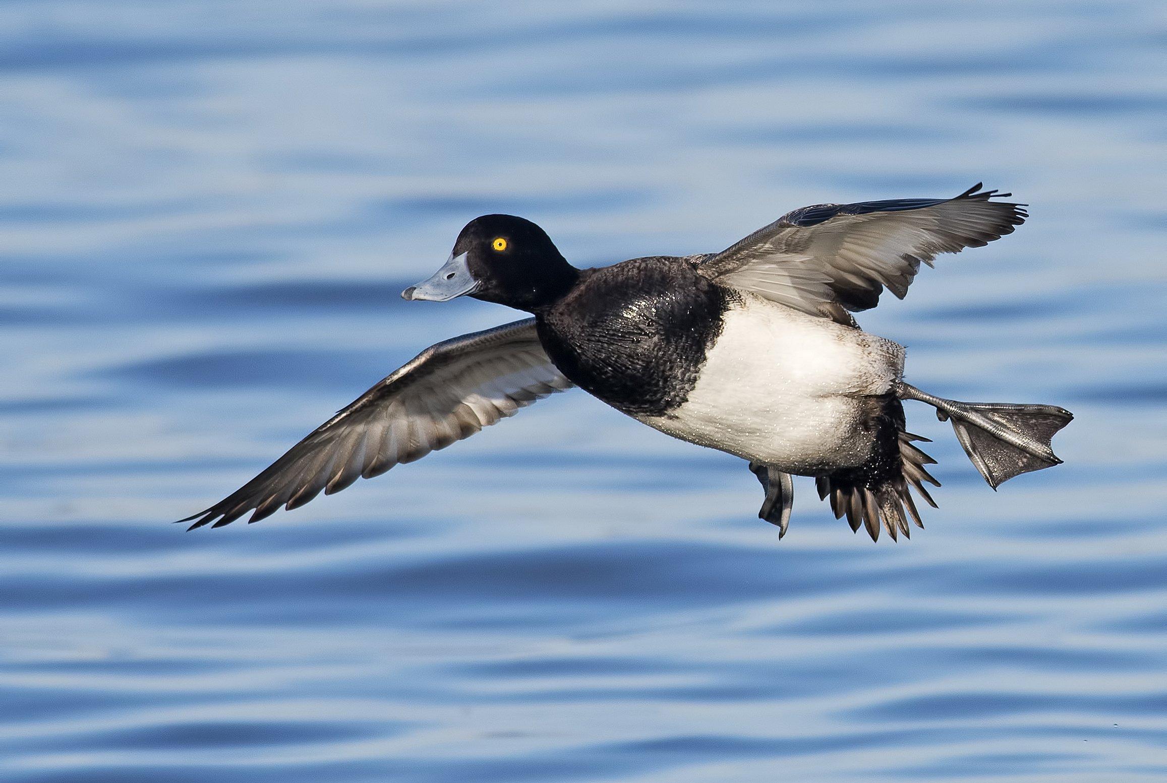 Image: duck_limits_8