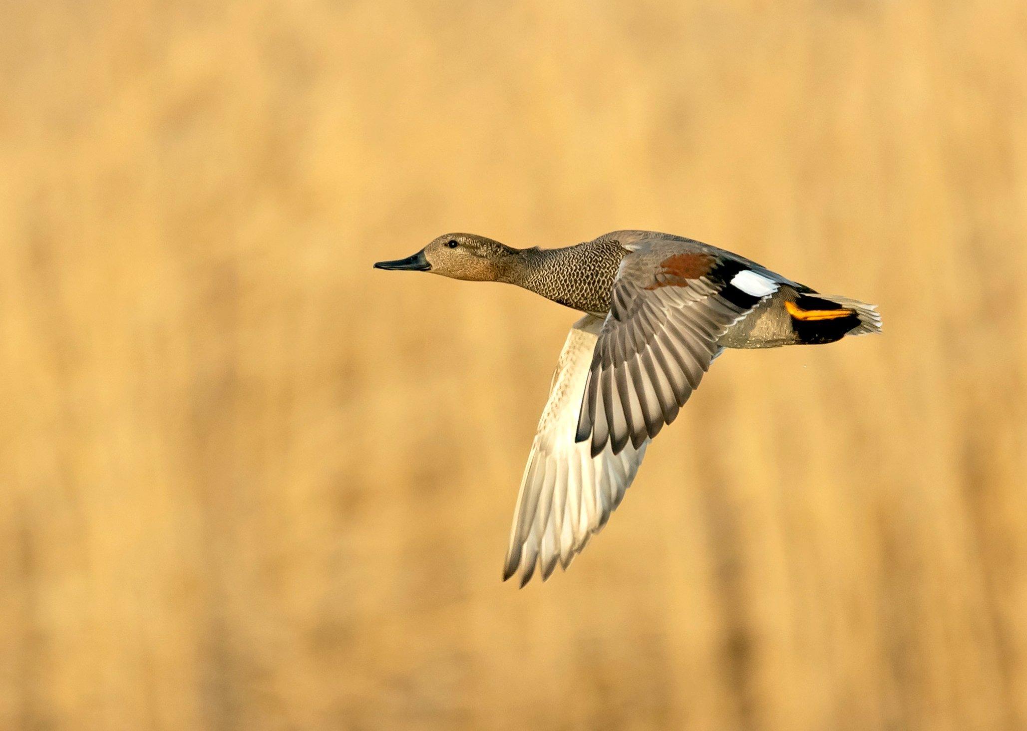 Image: duck_nation_cent_flyway