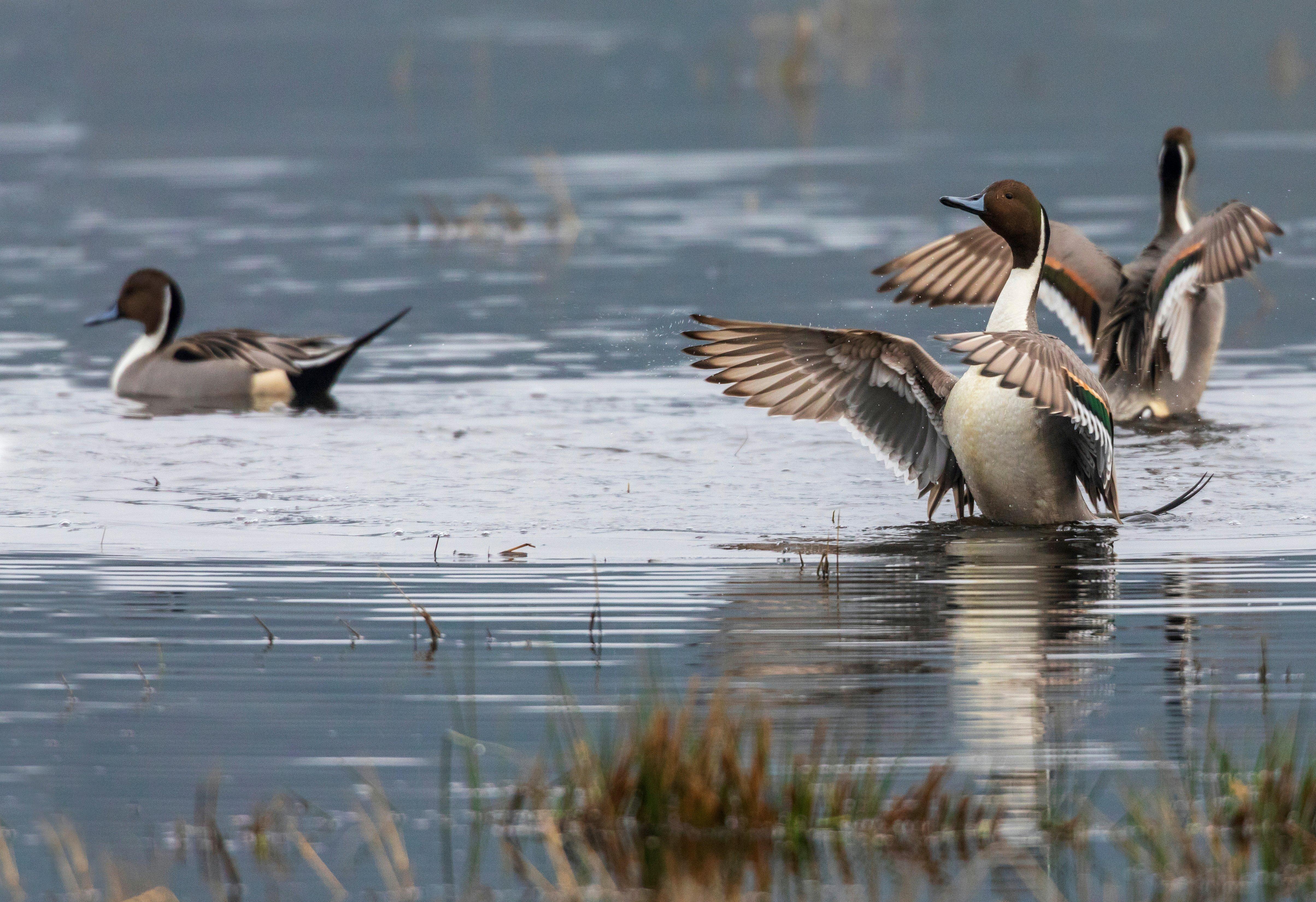 Image: duck_nation_pa_pintails